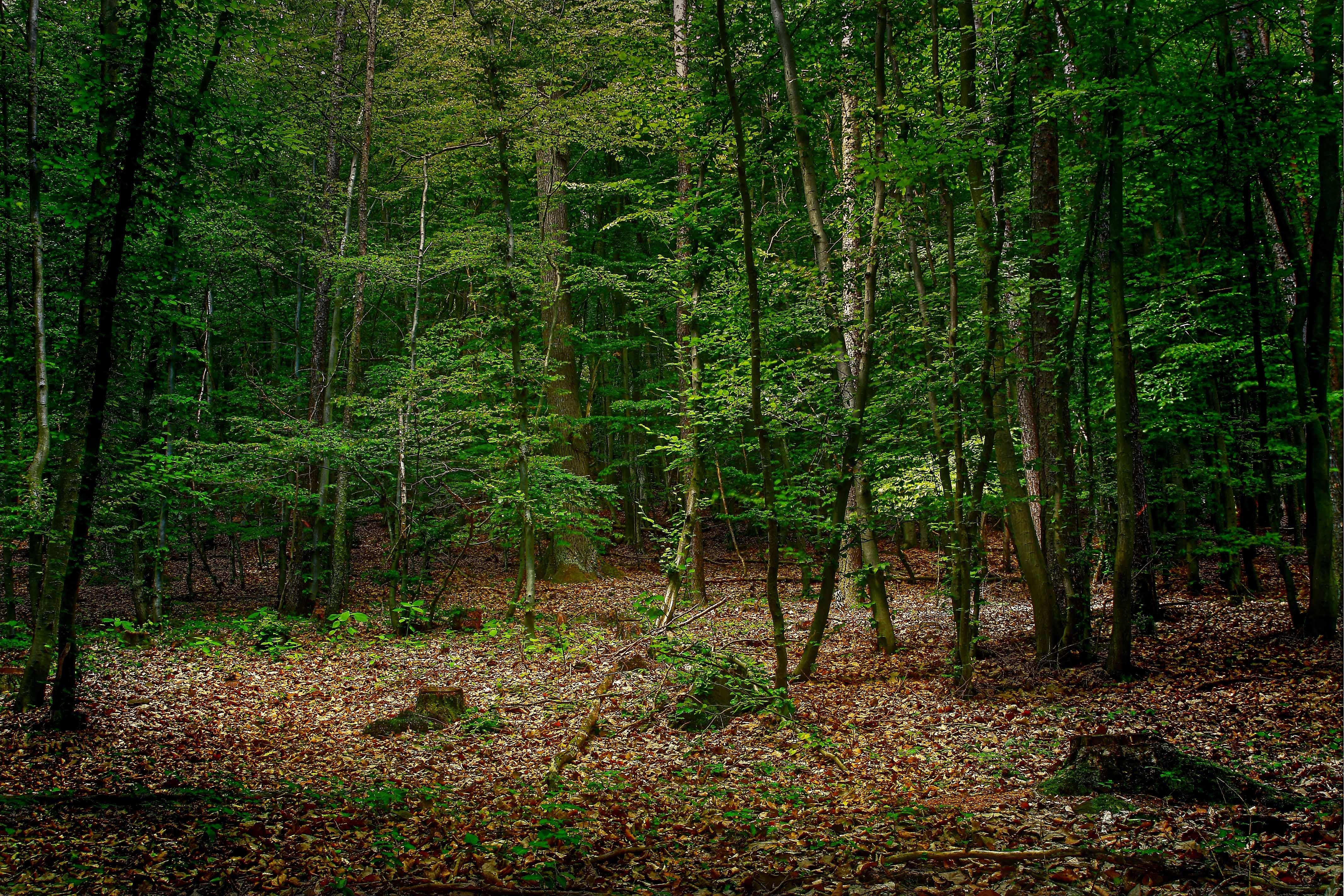 Free photo Beautiful wallpaper forest, trees, autumn