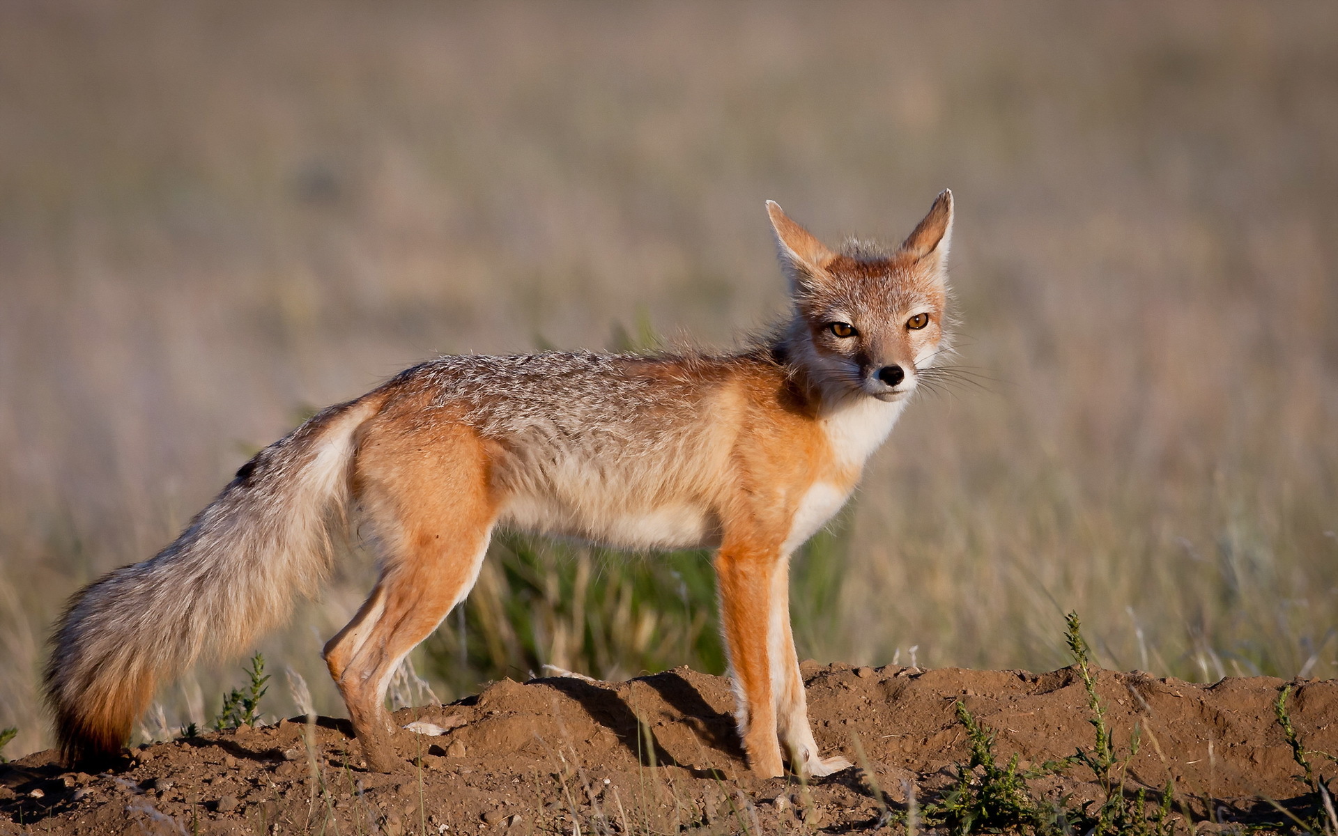 Wallpapers fox redhead mustache on the desktop