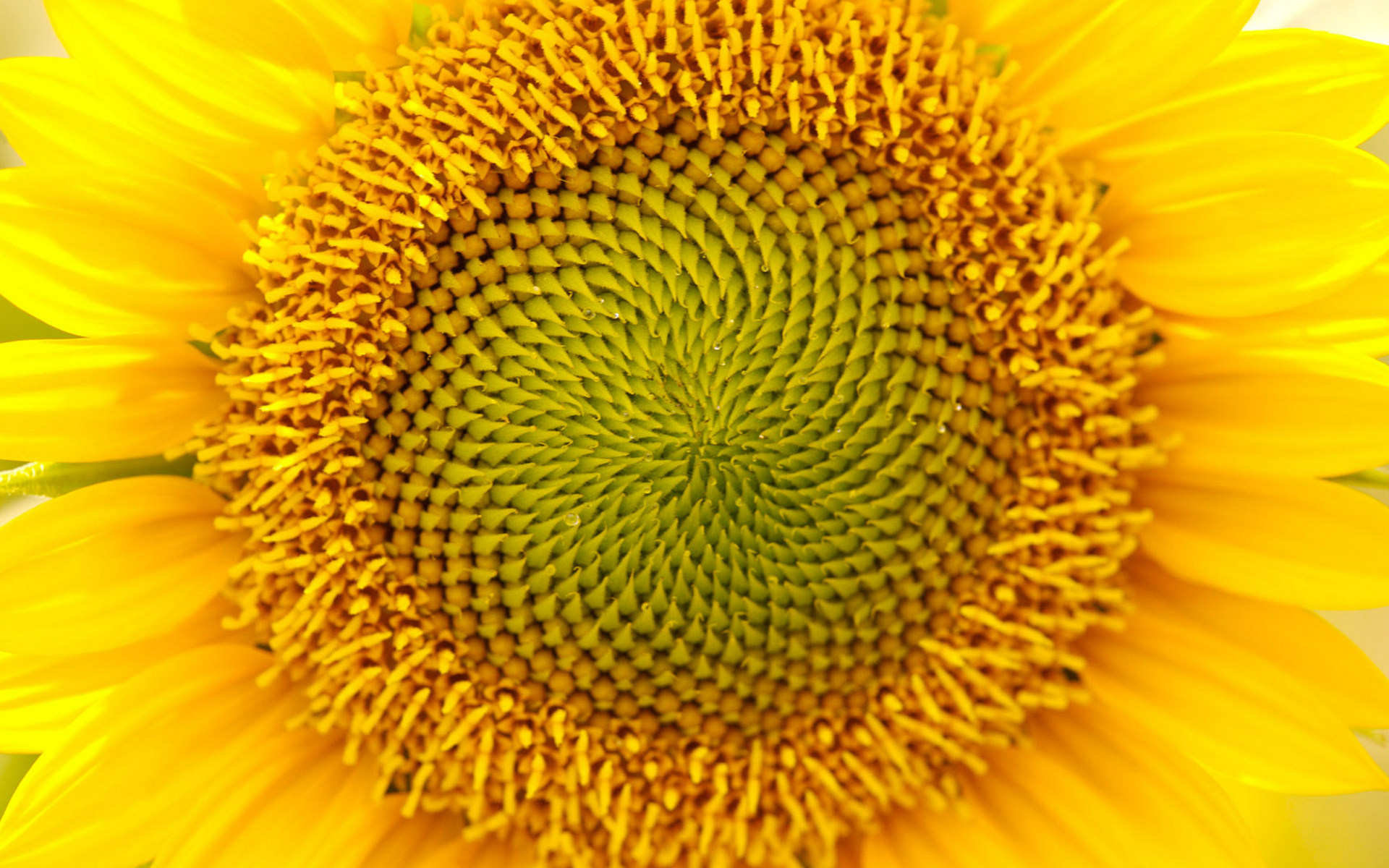 Wallpapers petals screensaver yellow on the desktop