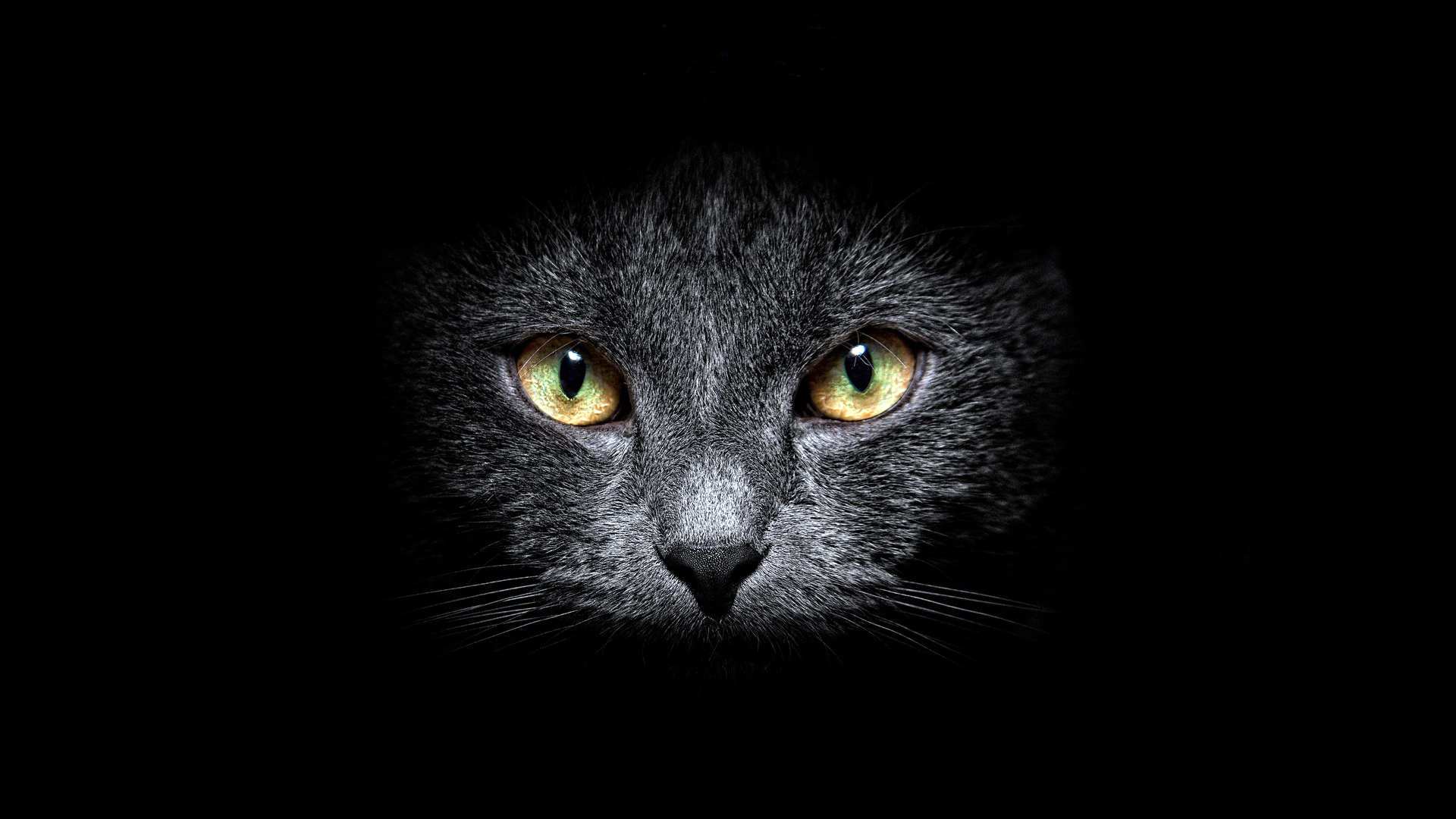 Wallpapers cat black eyes on the desktop