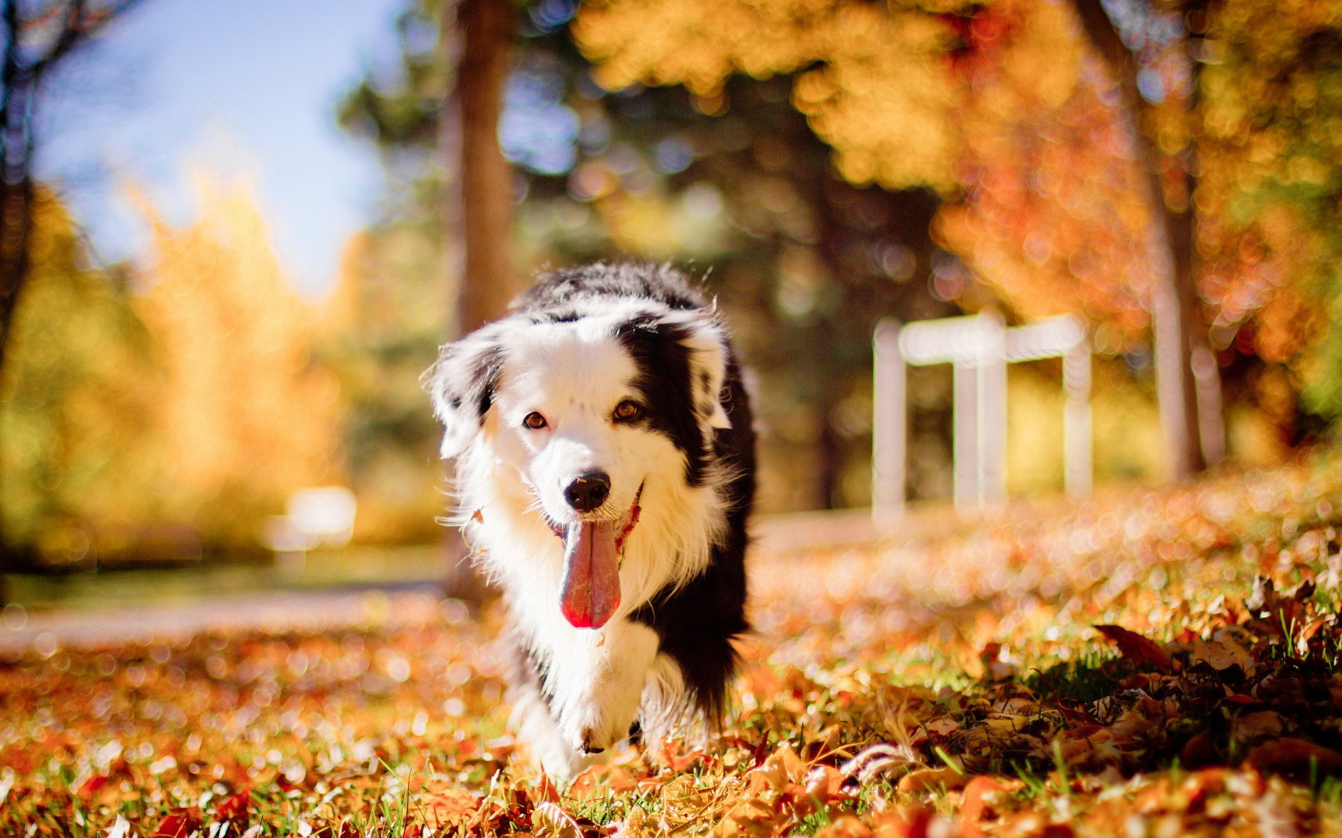 Wallpapers dog furry wool on the desktop