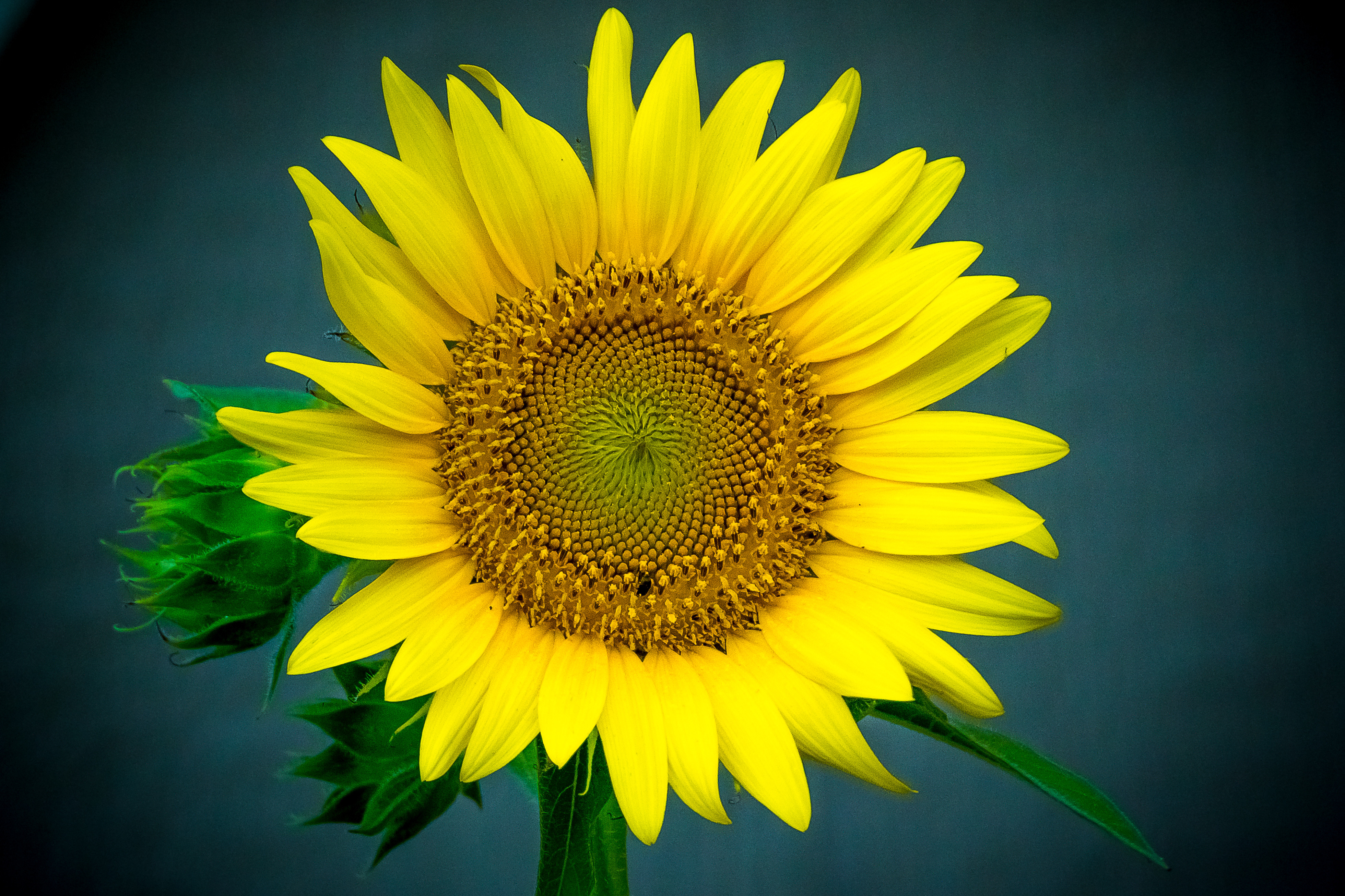 Wallpapers flora sunflower lonely flower on the desktop