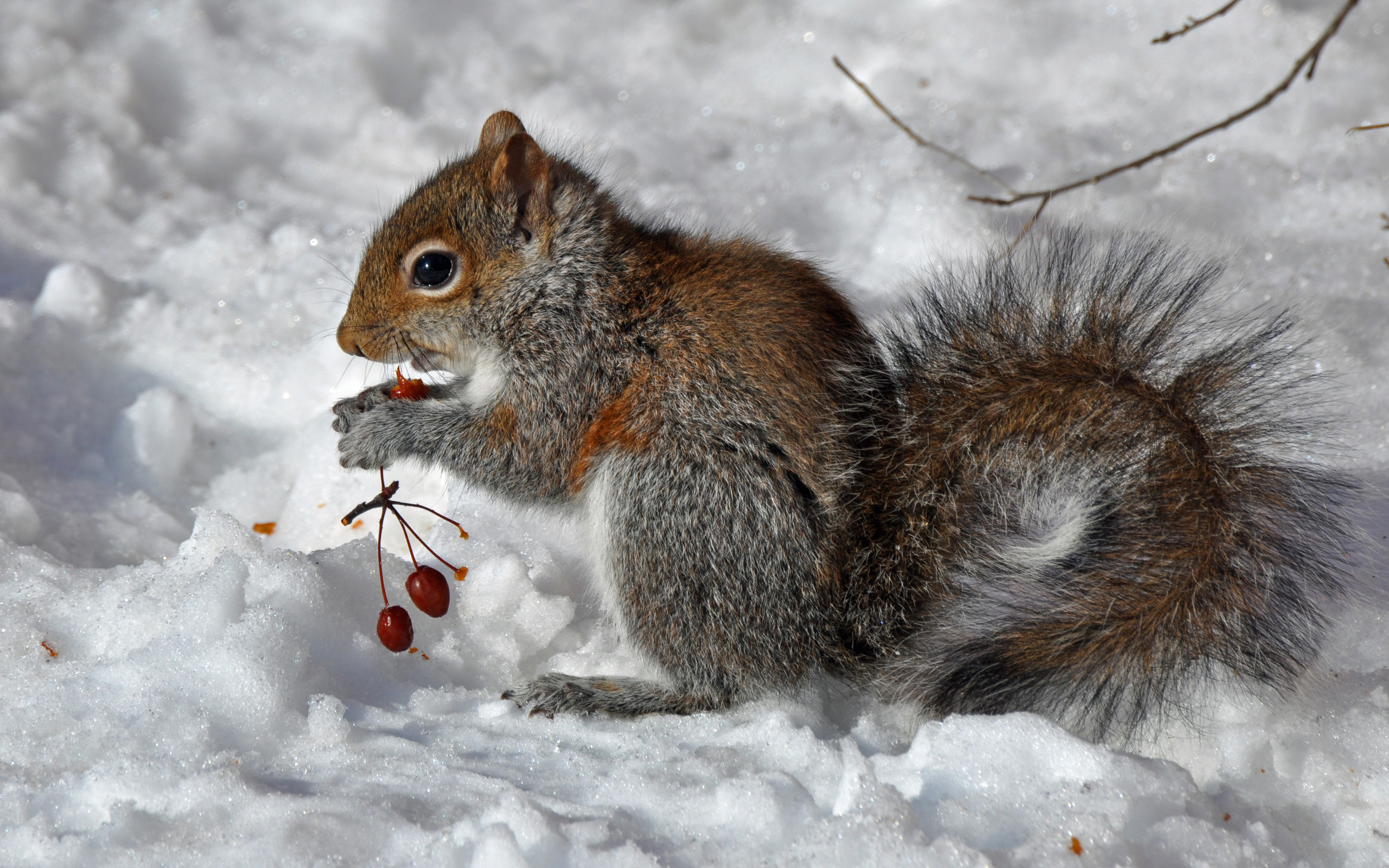 Wallpapers winter berries squirrel on the desktop