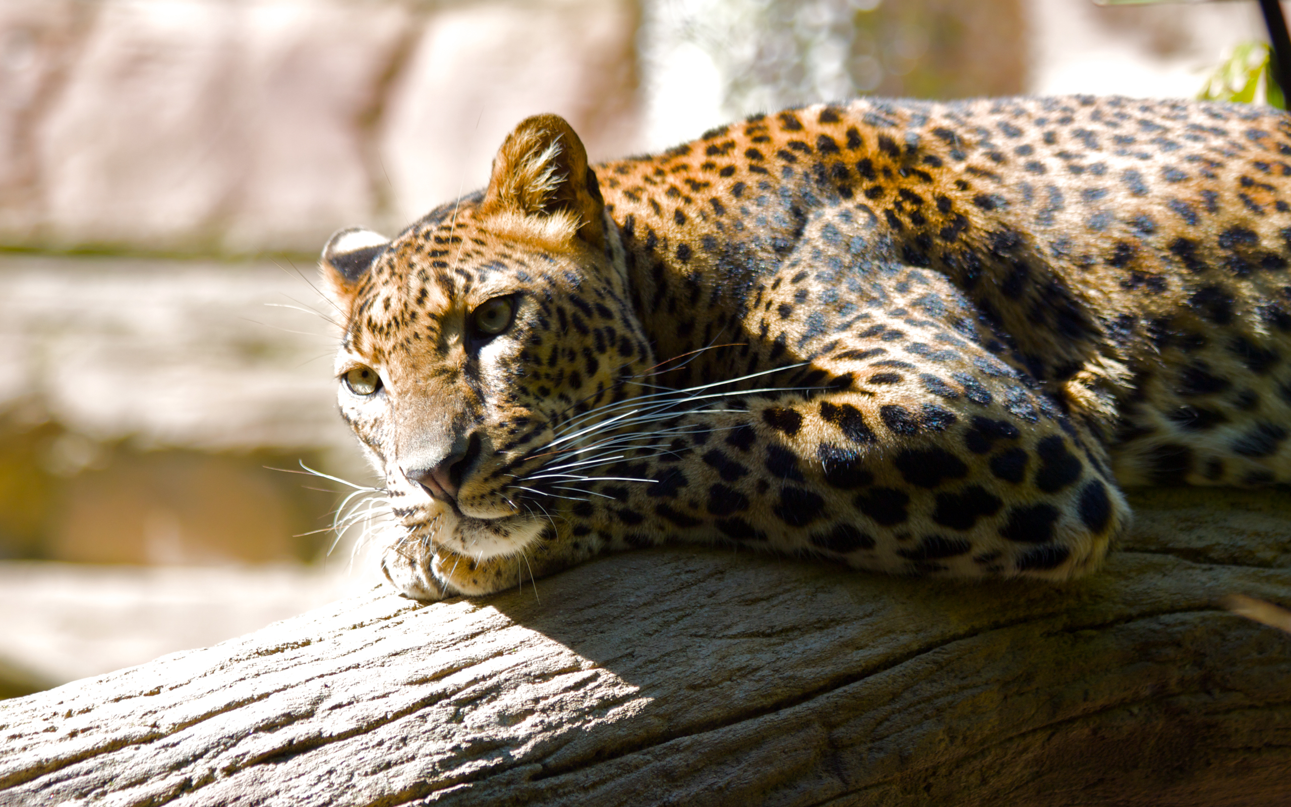 免费照片躺在木头上的豹子