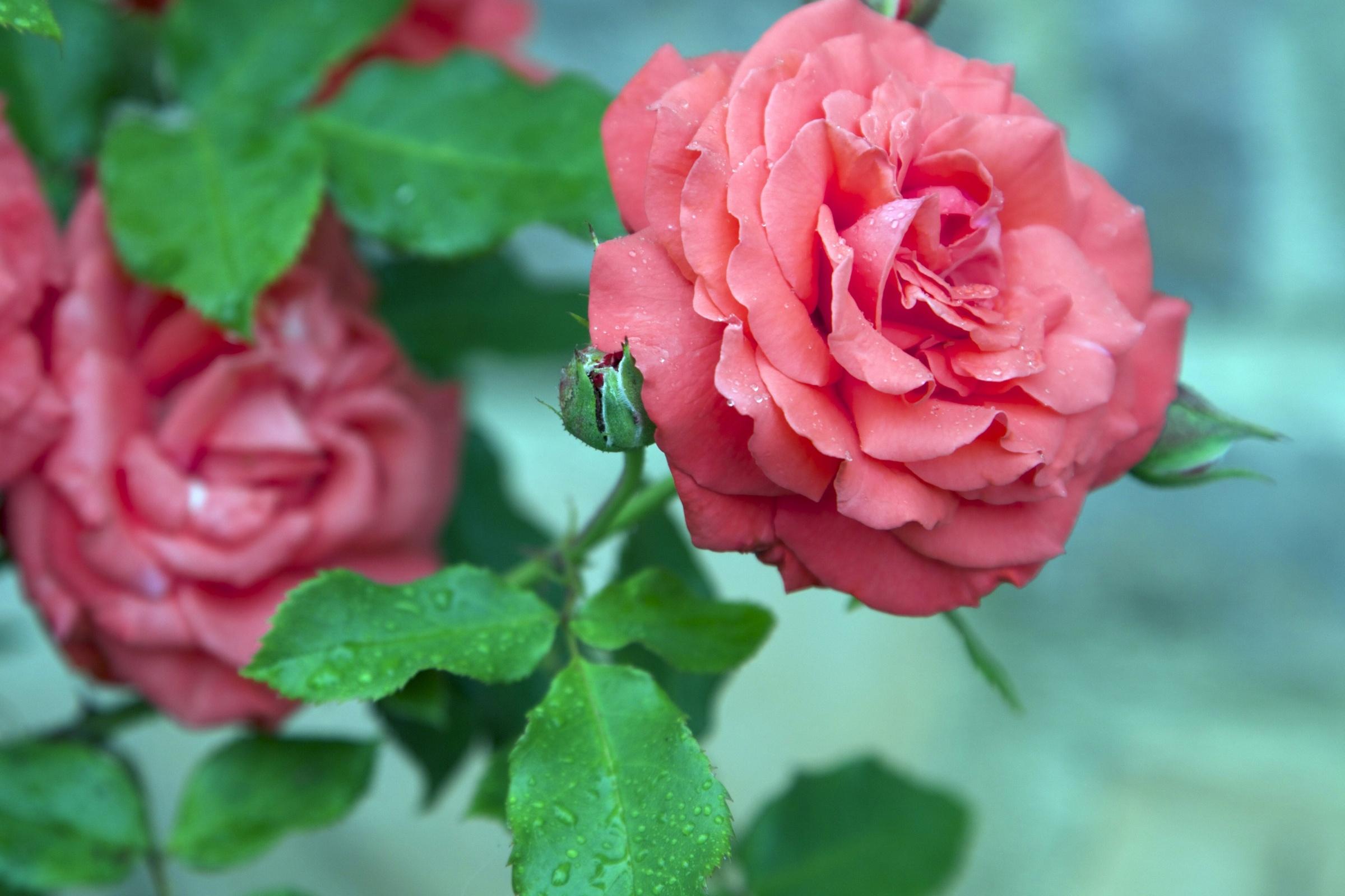 Wallpapers rose bud drops on the desktop