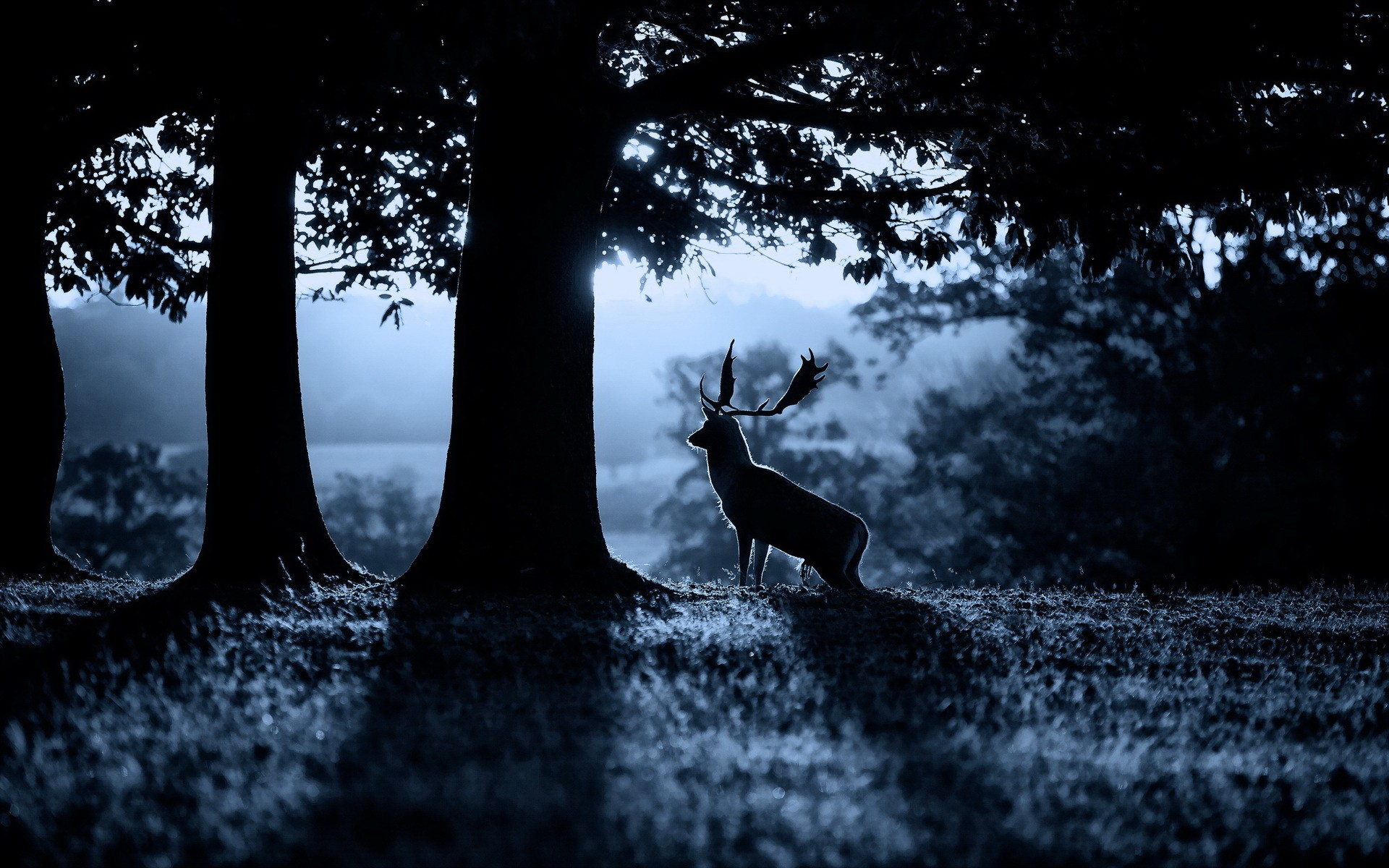 Wallpapers trees forest deer on the desktop