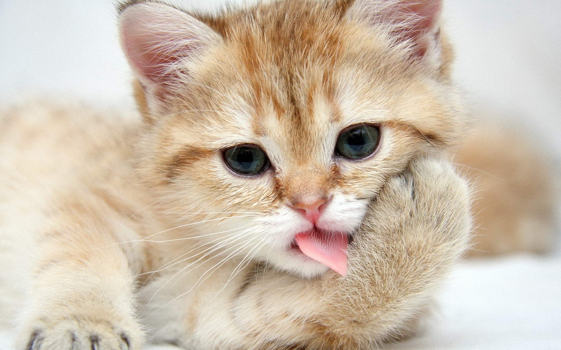 一只姜黄色的小猫正在洗脸。