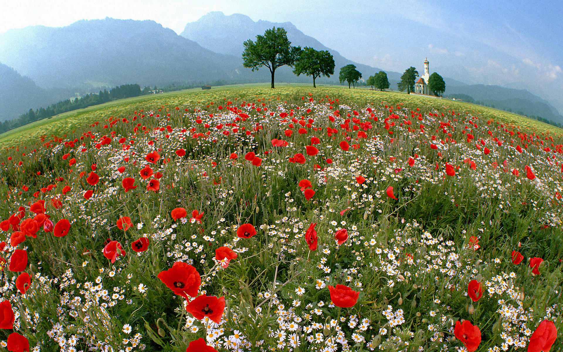 Wallpapers poppies daisies plants on the desktop