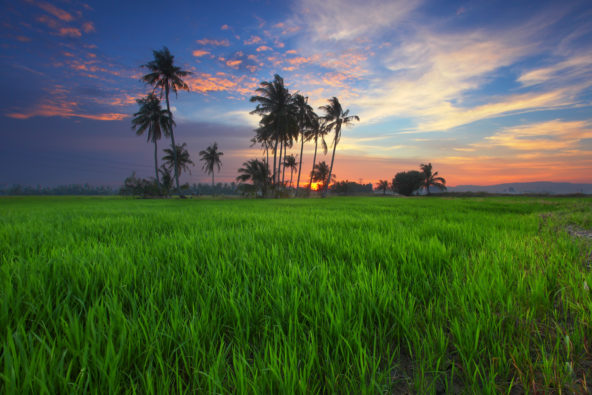 Wallpapers Malaysia sunset field on the desktop