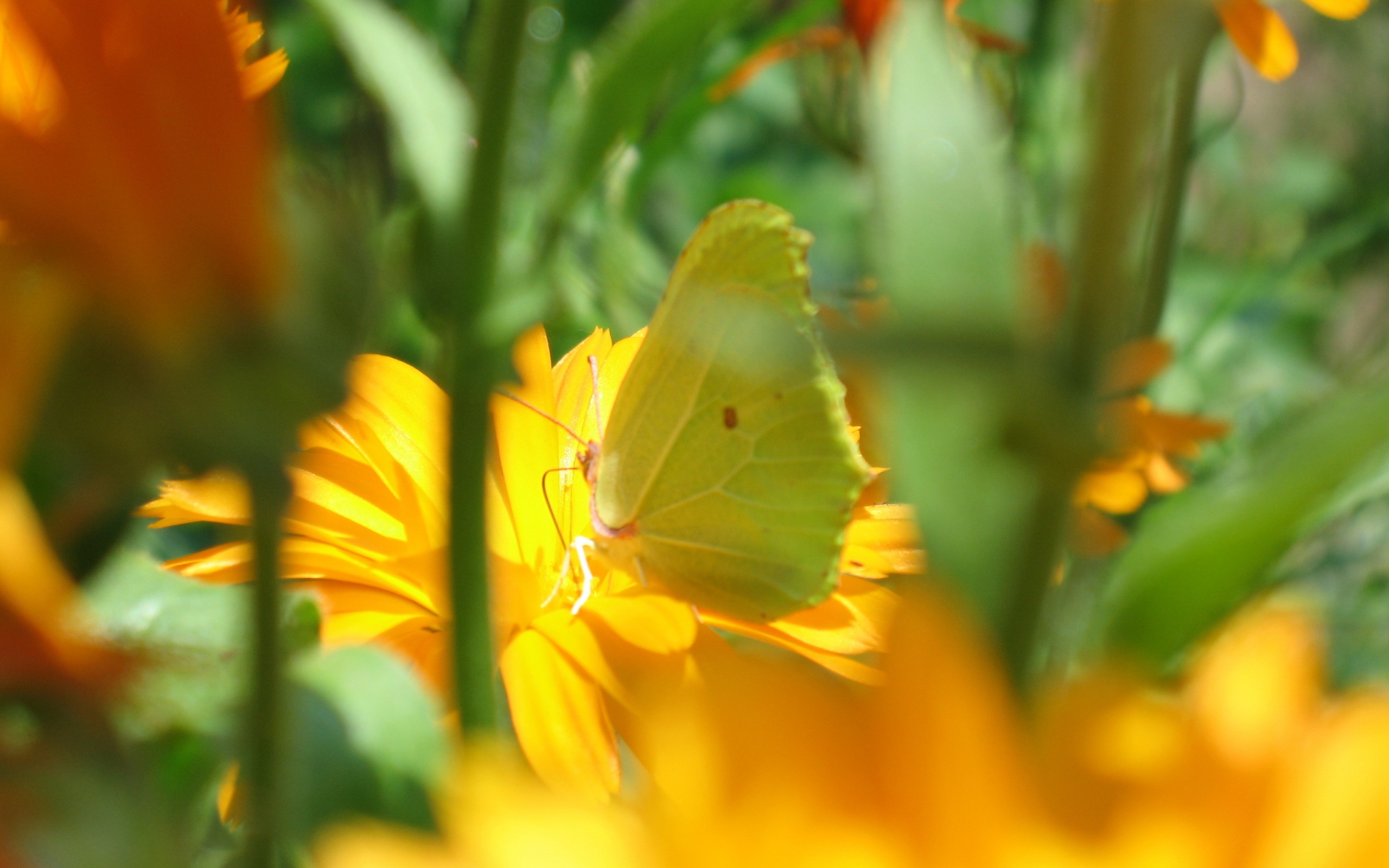 Wallpapers wings insects flowers on the desktop