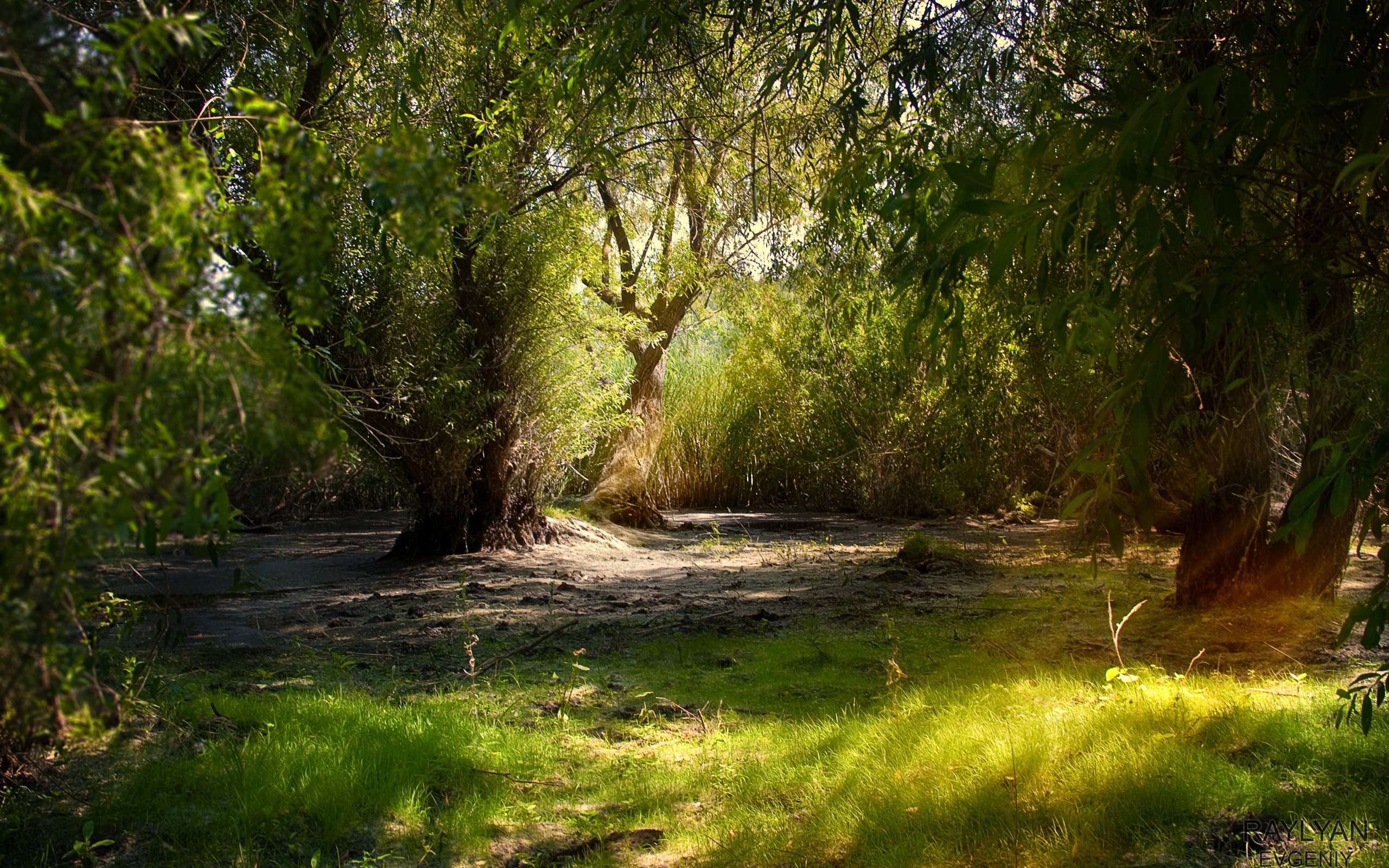 Wallpapers branches nature green on the desktop