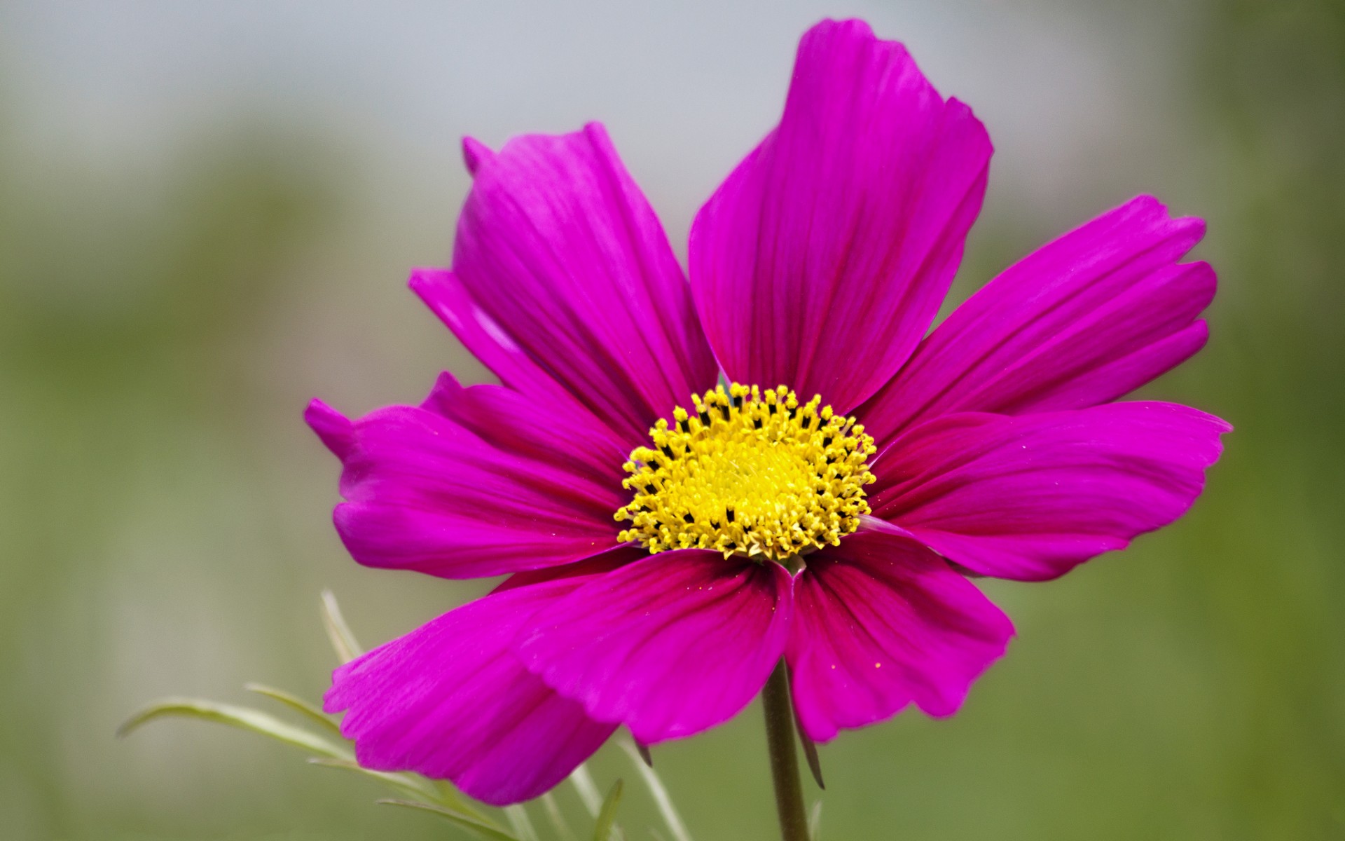 Wallpapers yellow flowers stem on the desktop