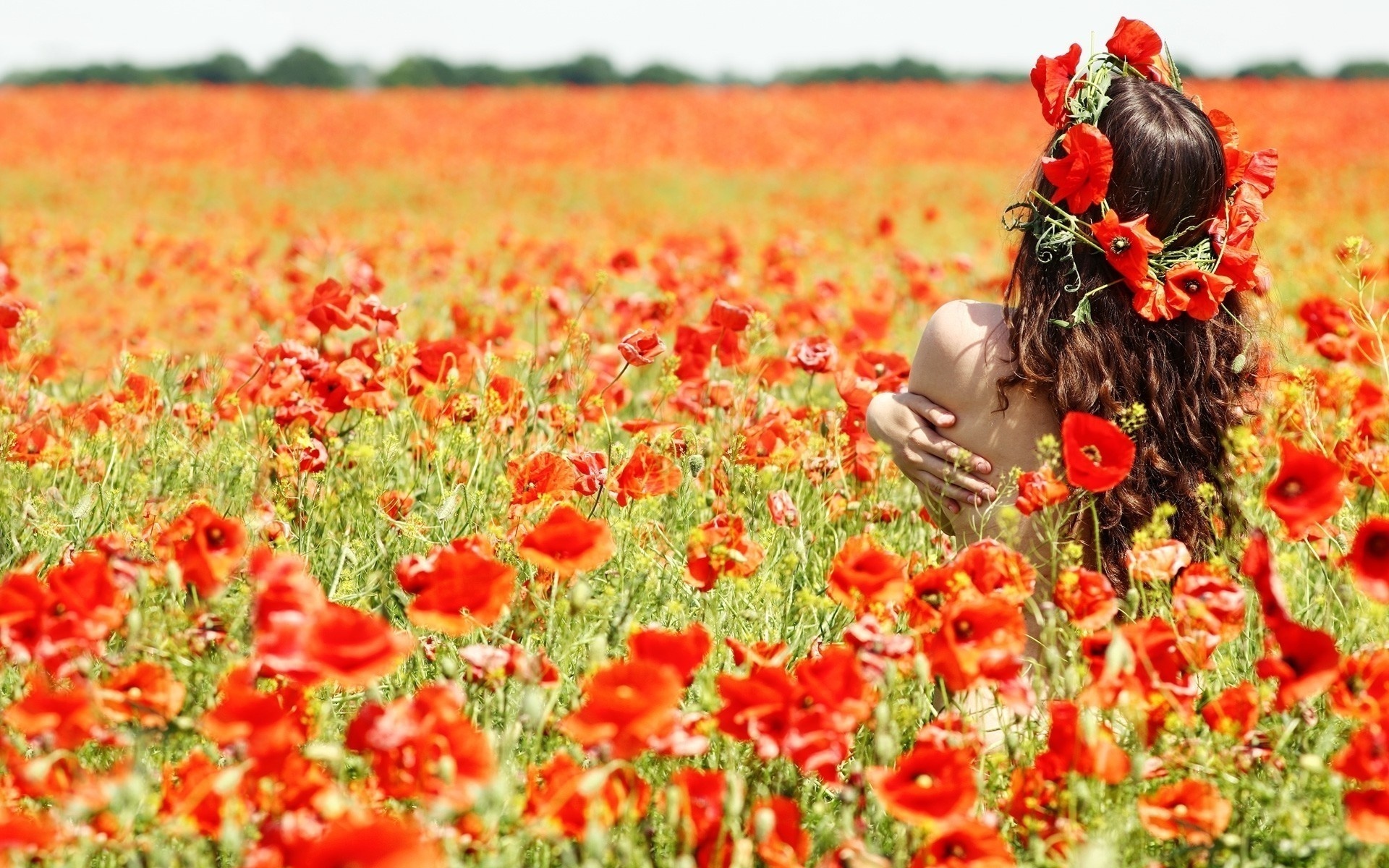 Wallpapers girl field poppies on the desktop