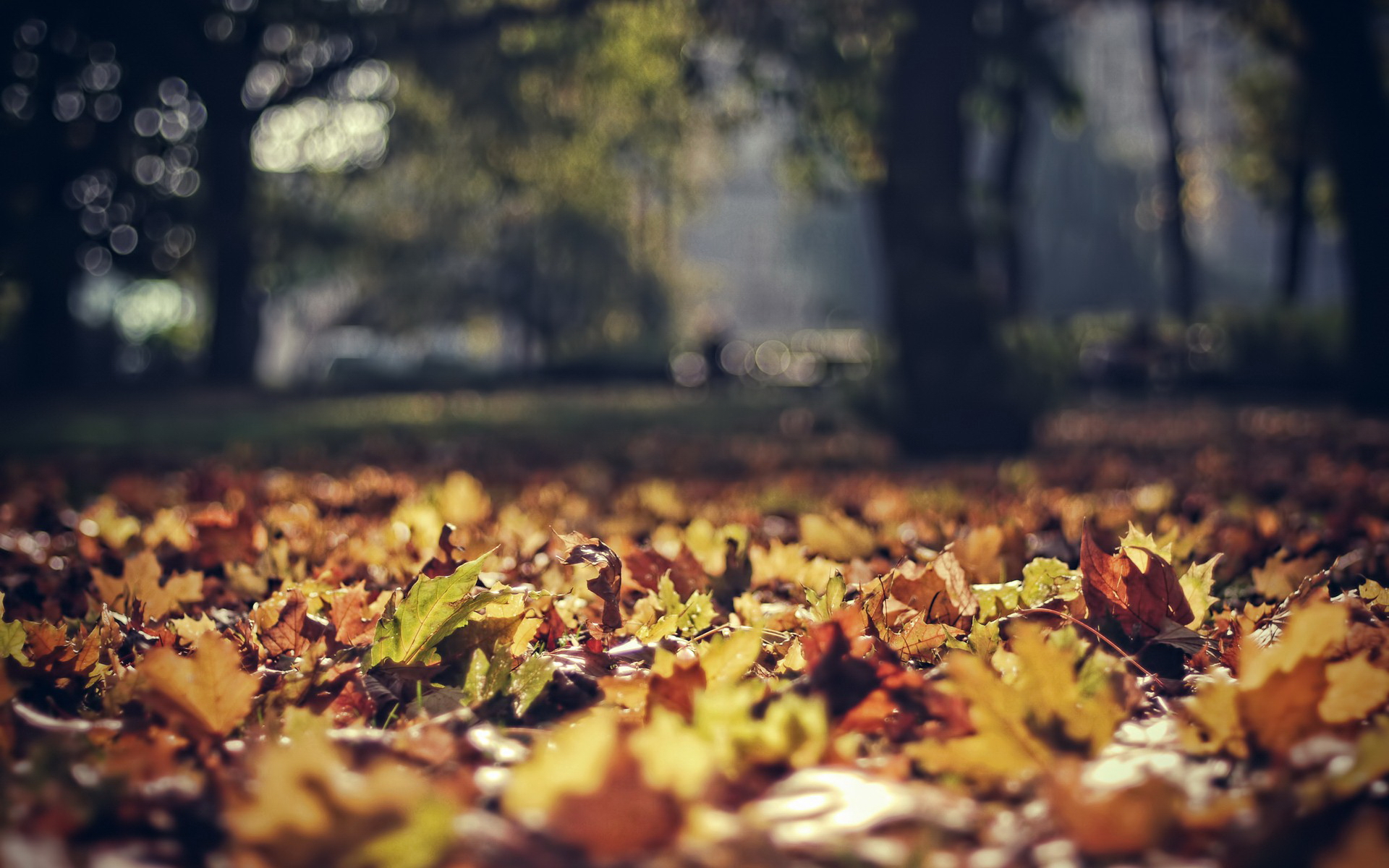 Wallpapers leaf fall maple park on the desktop