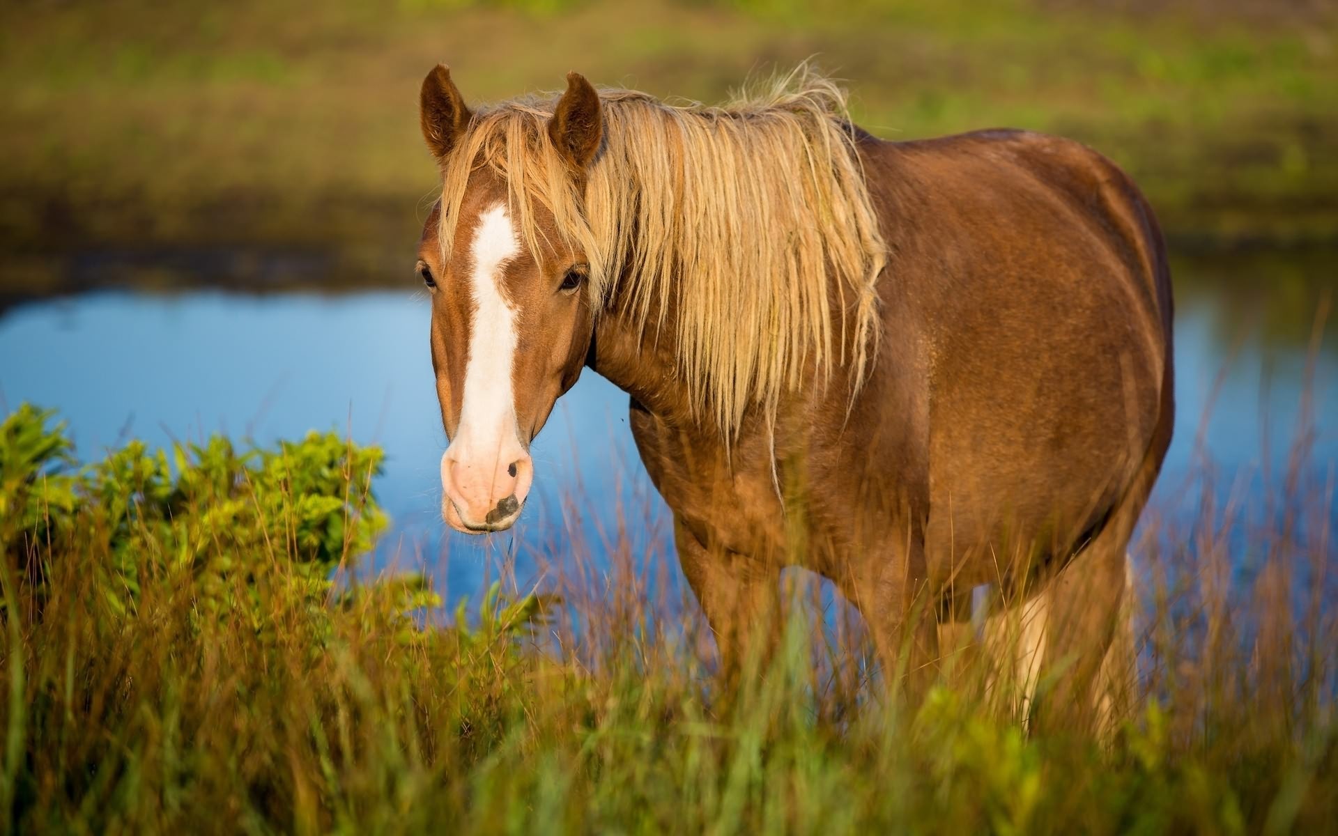 Wallpapers horse face spot on the desktop