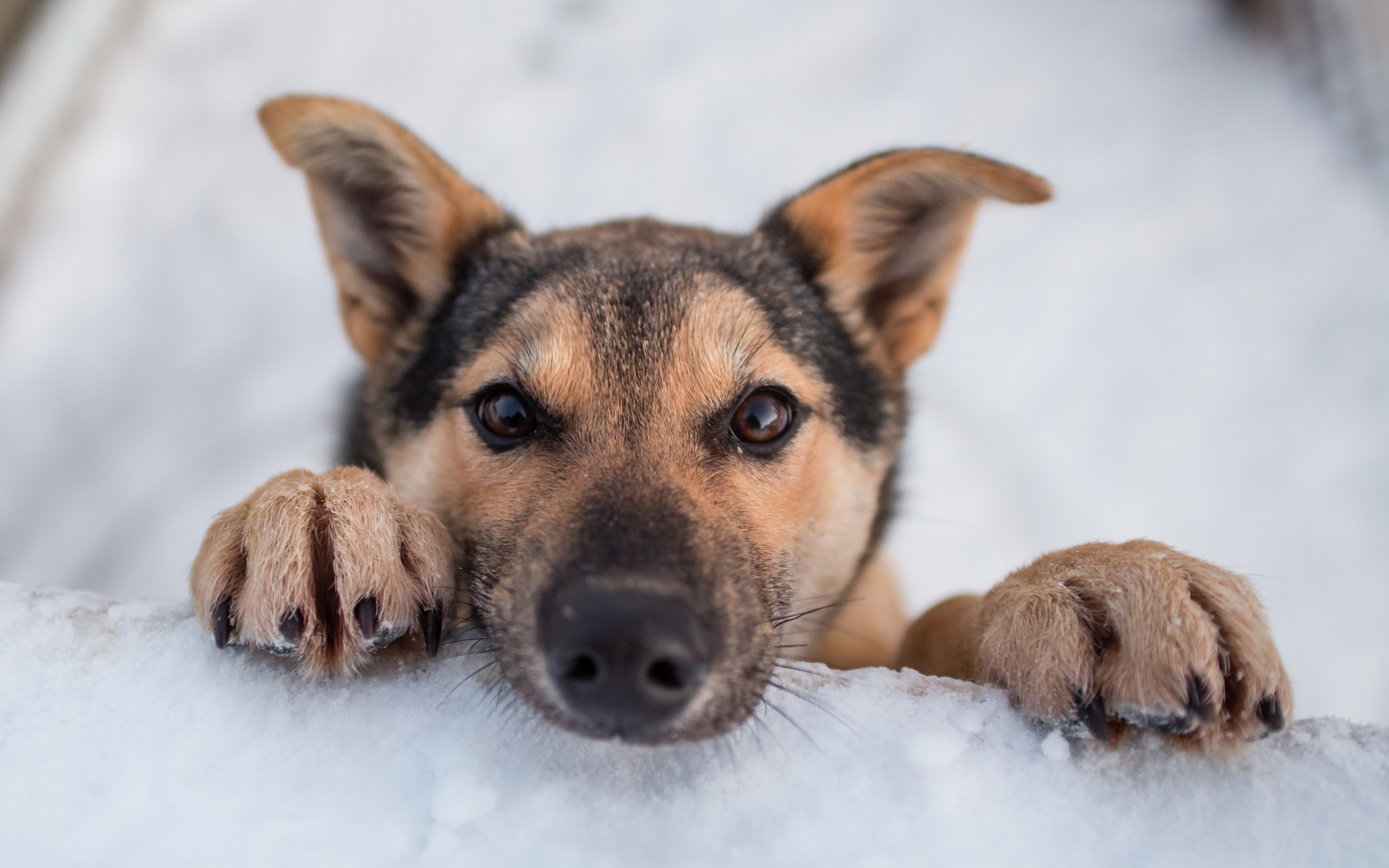 Wallpapers dog nose snow on the desktop