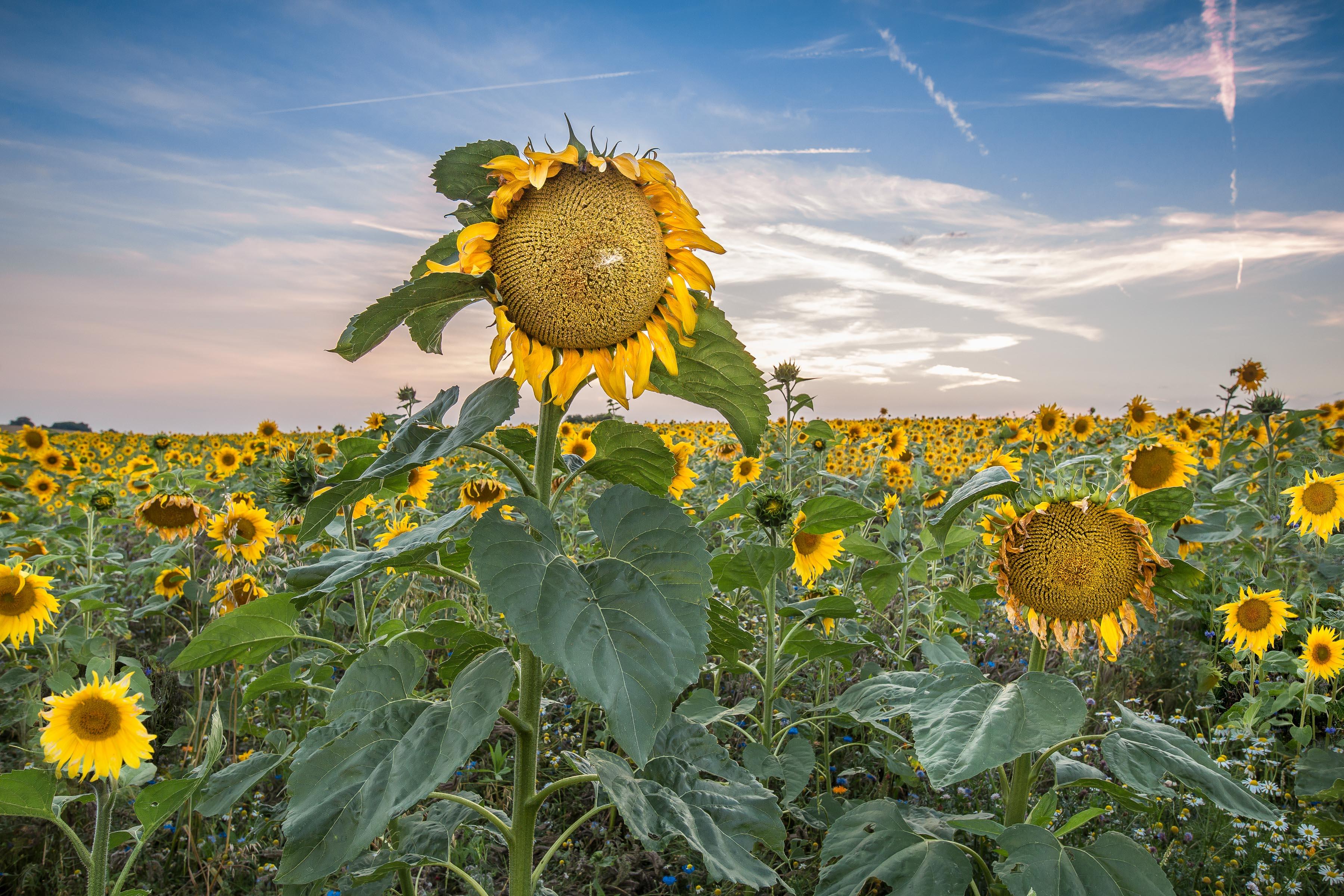 Wallpapers sunflowers field sunflower field on the desktop