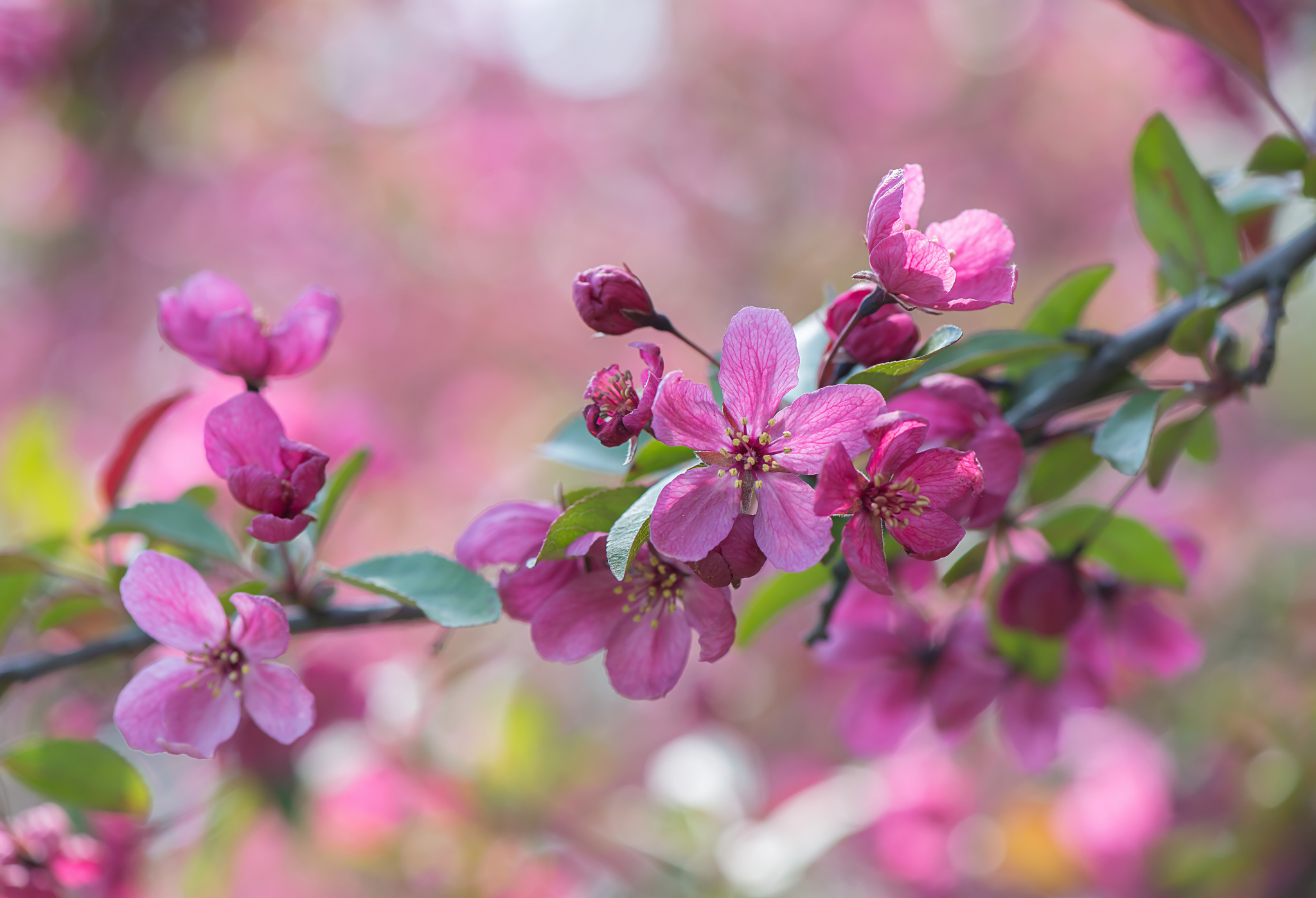 Wallpapers spring the flowering cherry blossoms on the desktop