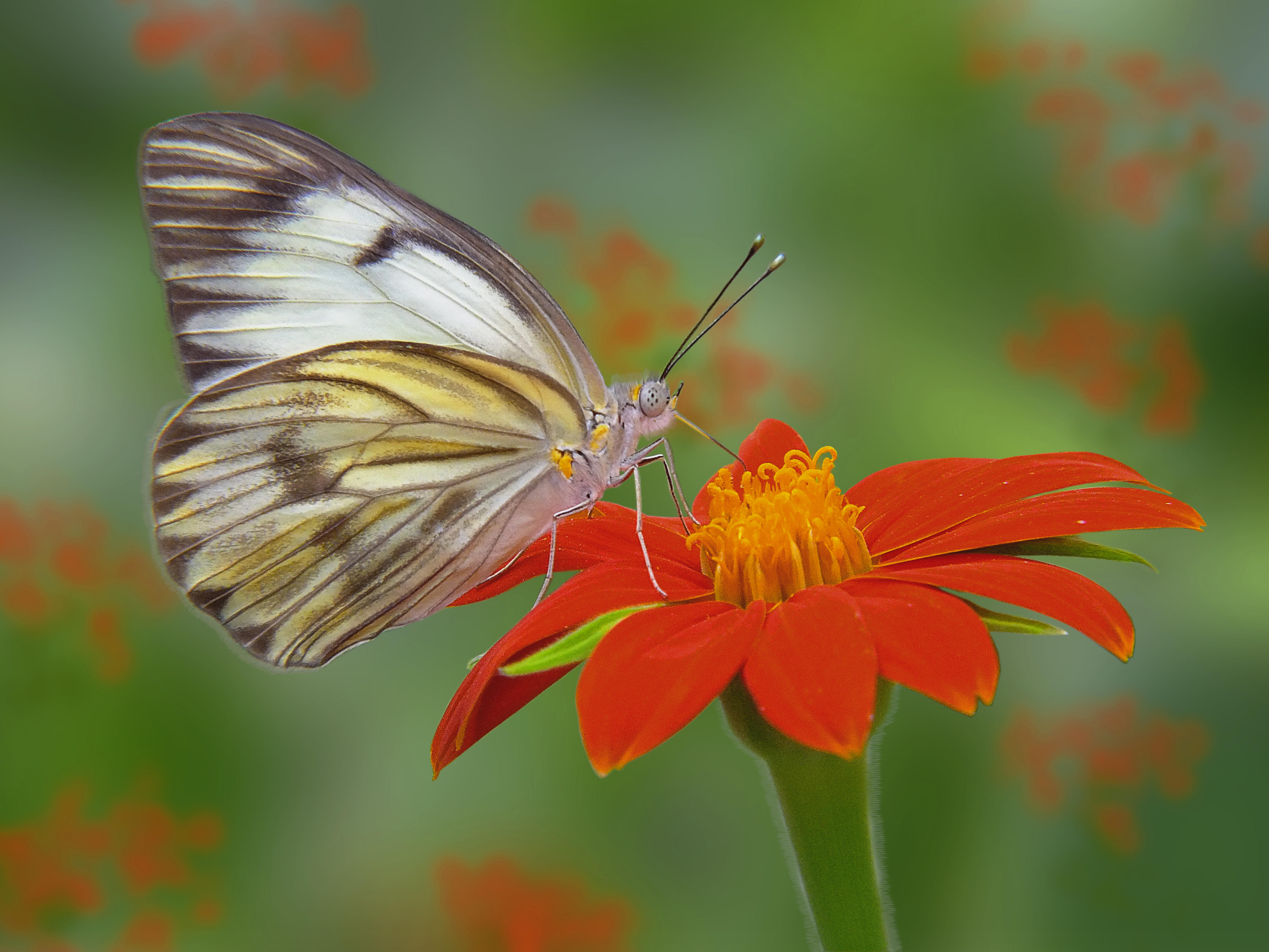 Wallpapers red flower flower butterfly on the desktop