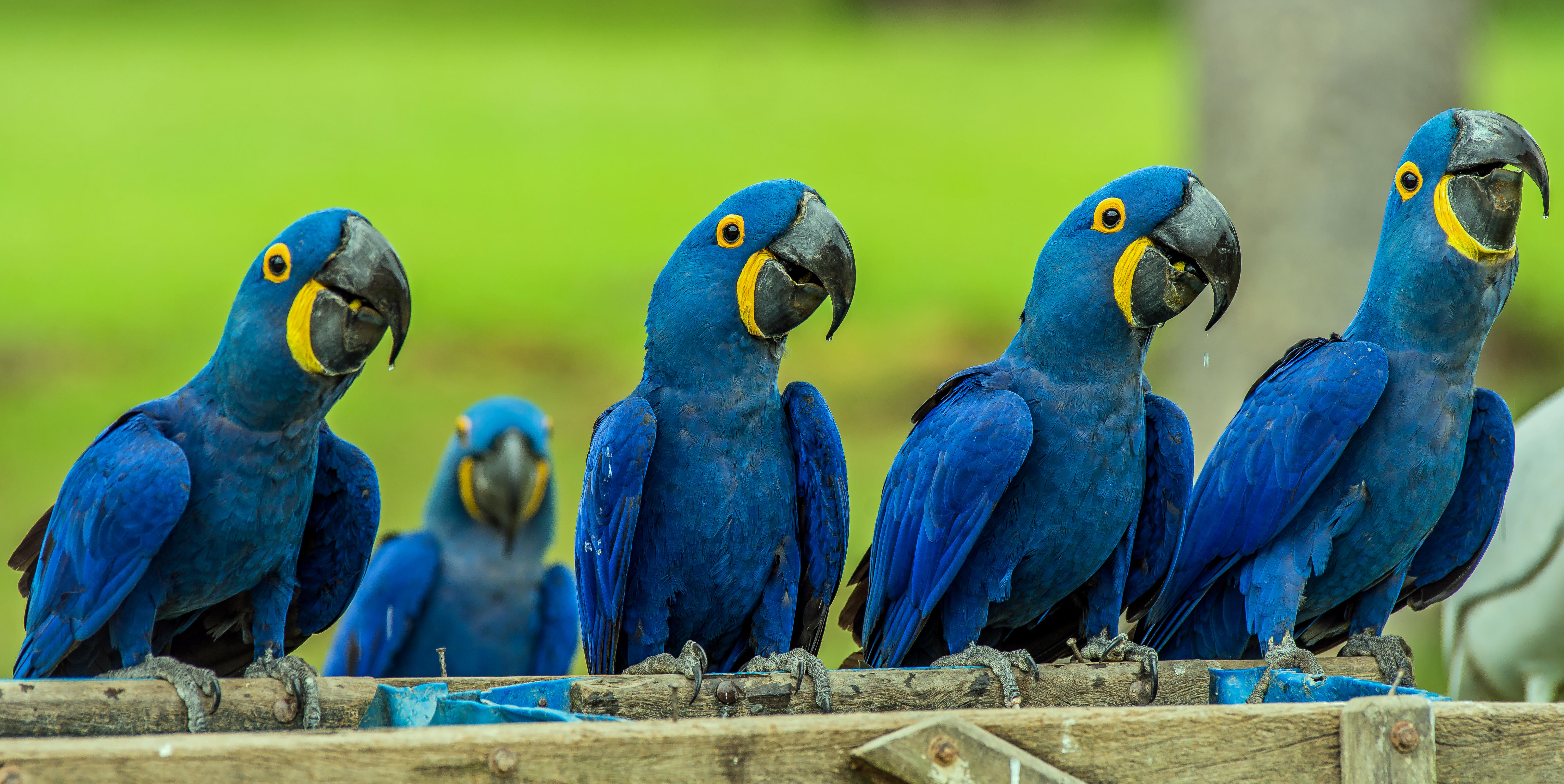 Обои Hyacinth macaw попугай панорама на рабочий стол