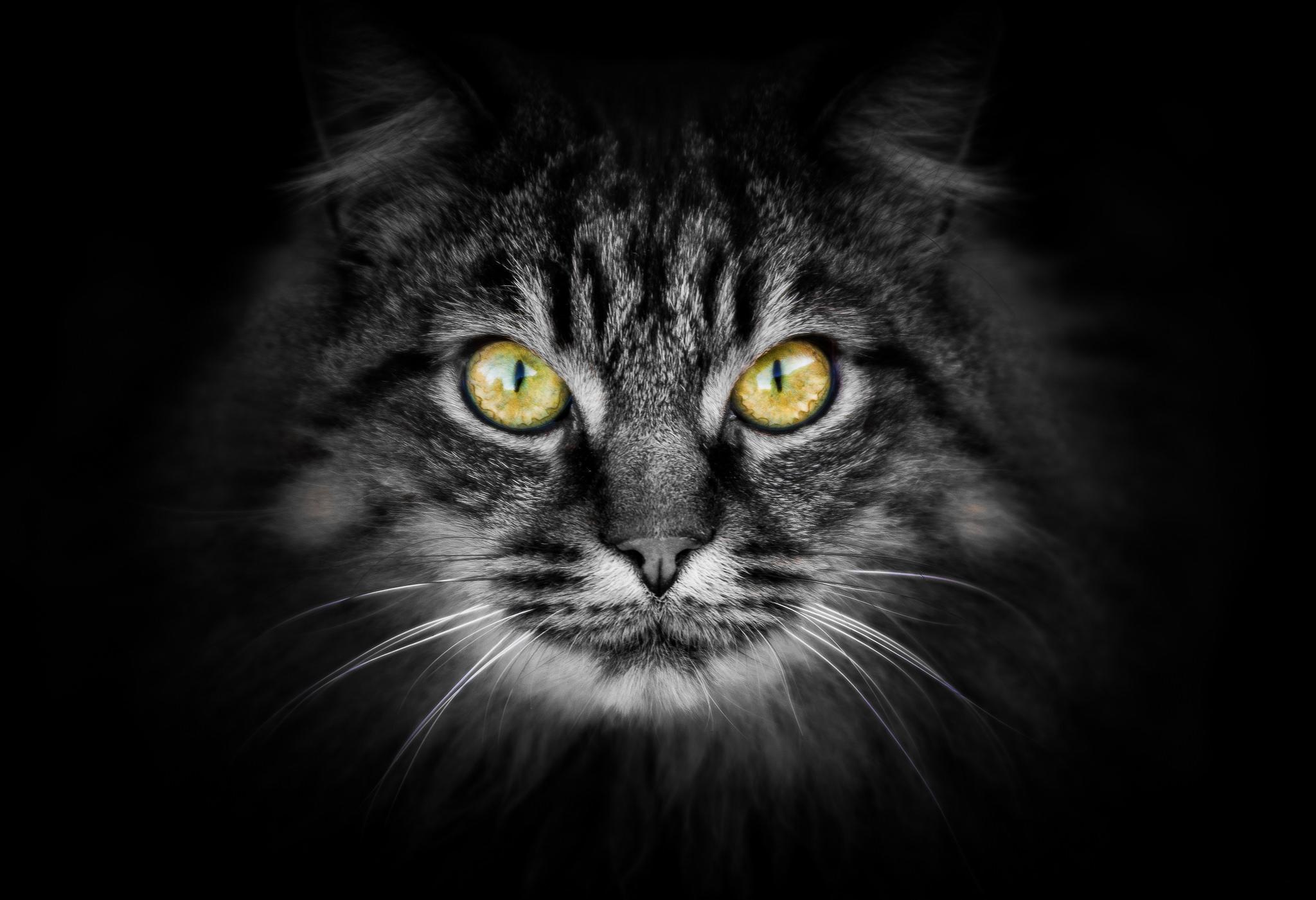 Wallpapers animal black background face on the desktop