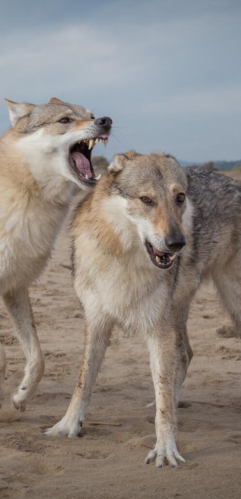 Обои волки хищники животные на рабочий стол