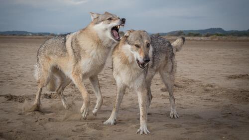 Обои волки хищники животные на рабочий стол