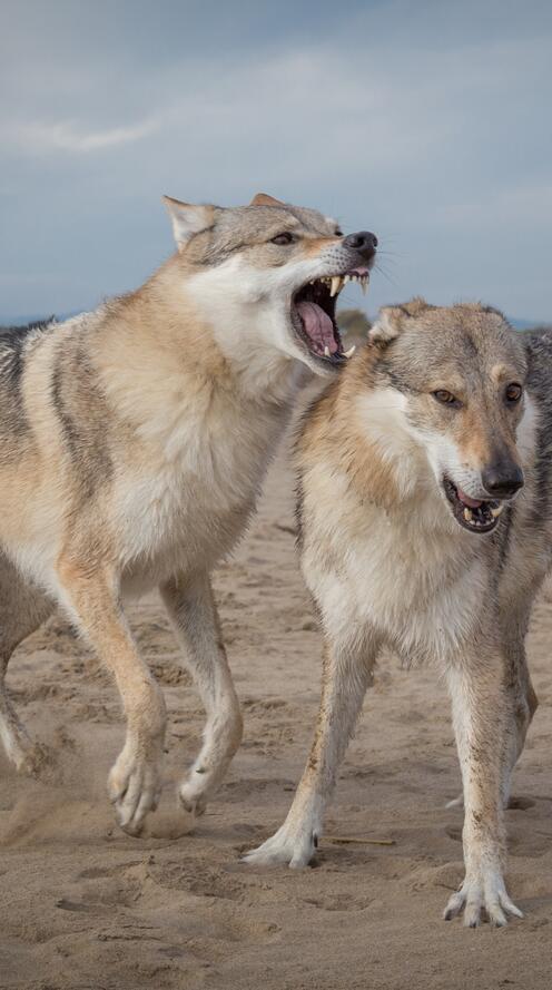 Обои волки хищники животные на рабочий стол