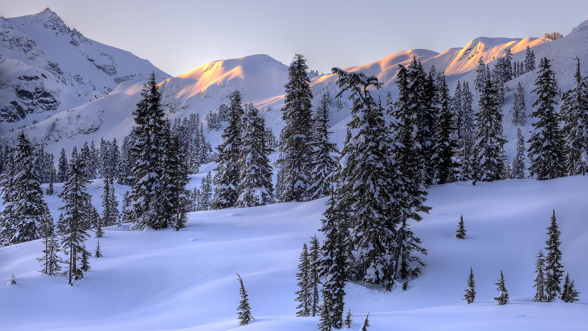 Wallpapers fir trees snow on the desktop