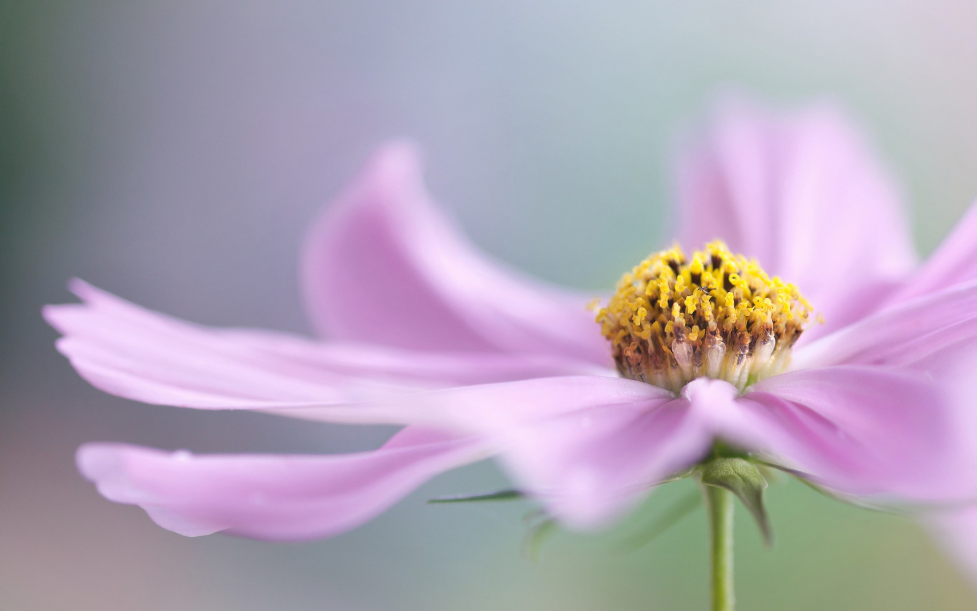 Wallpapers petals pink middle on the desktop