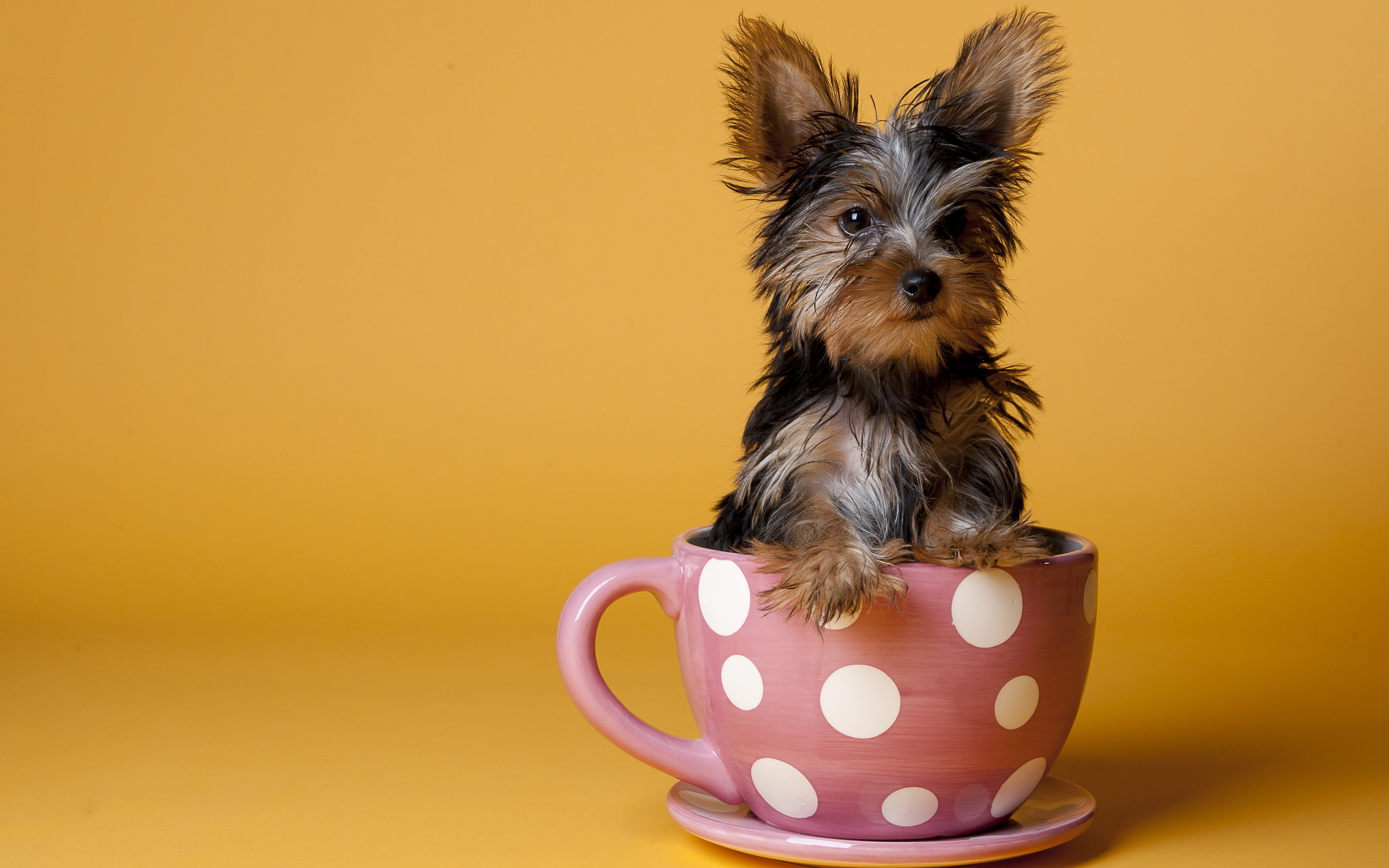 桌面上的壁纸杯 幼犬 粉红色