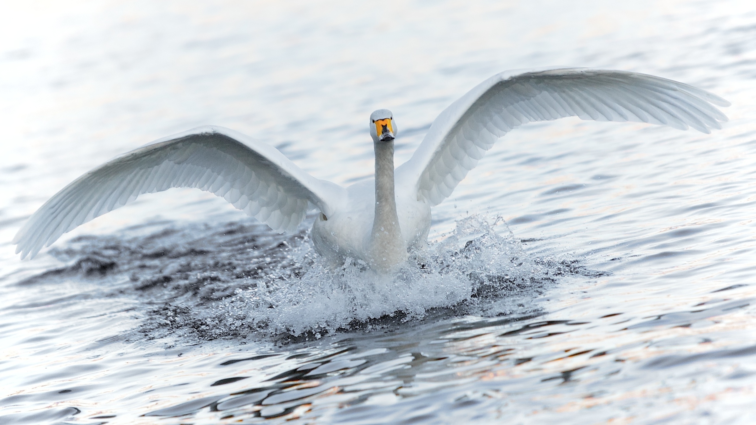 Wallpapers swan white wings on the desktop