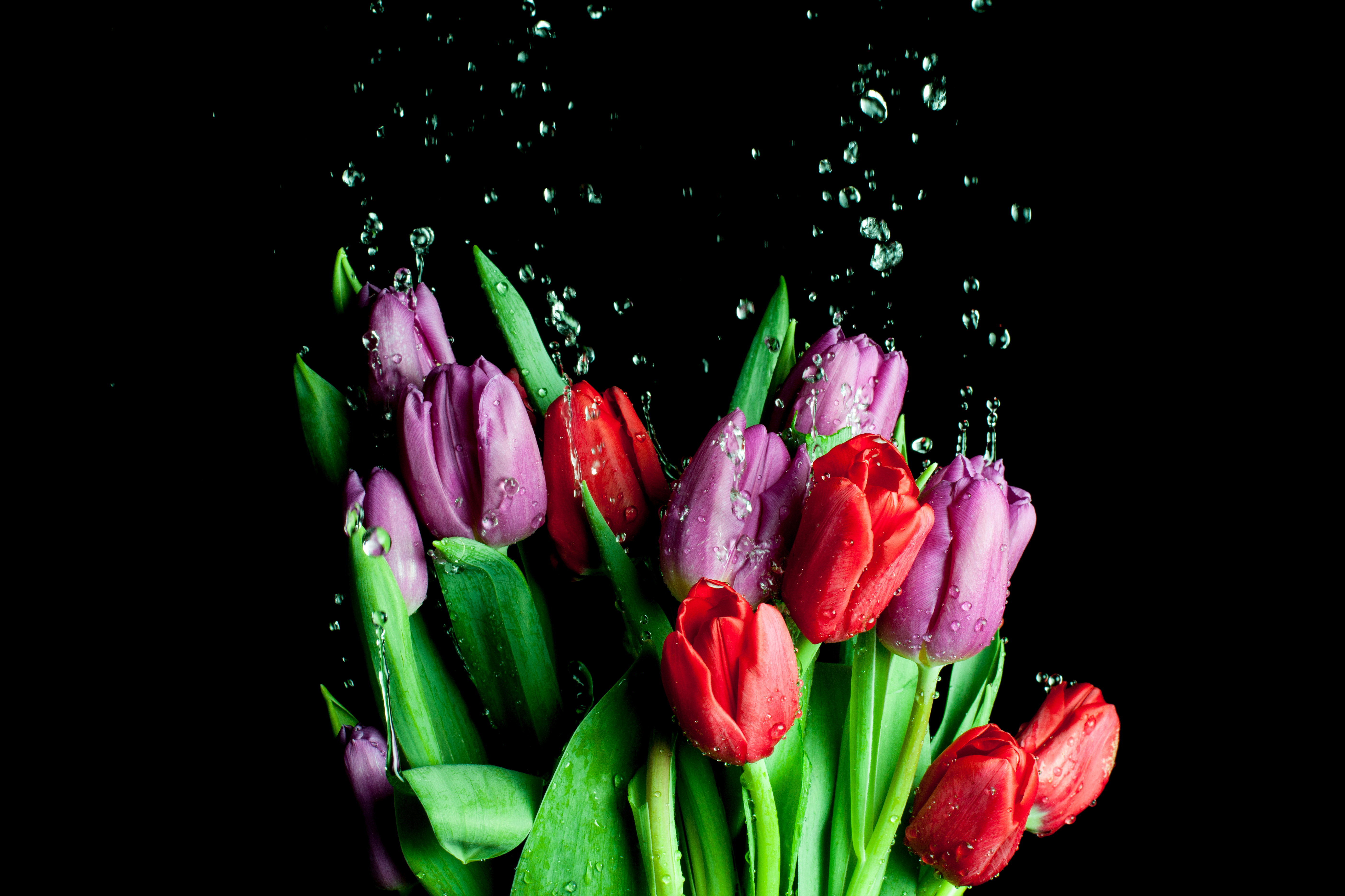 Wallpapers tulips tulip drops of water on the desktop