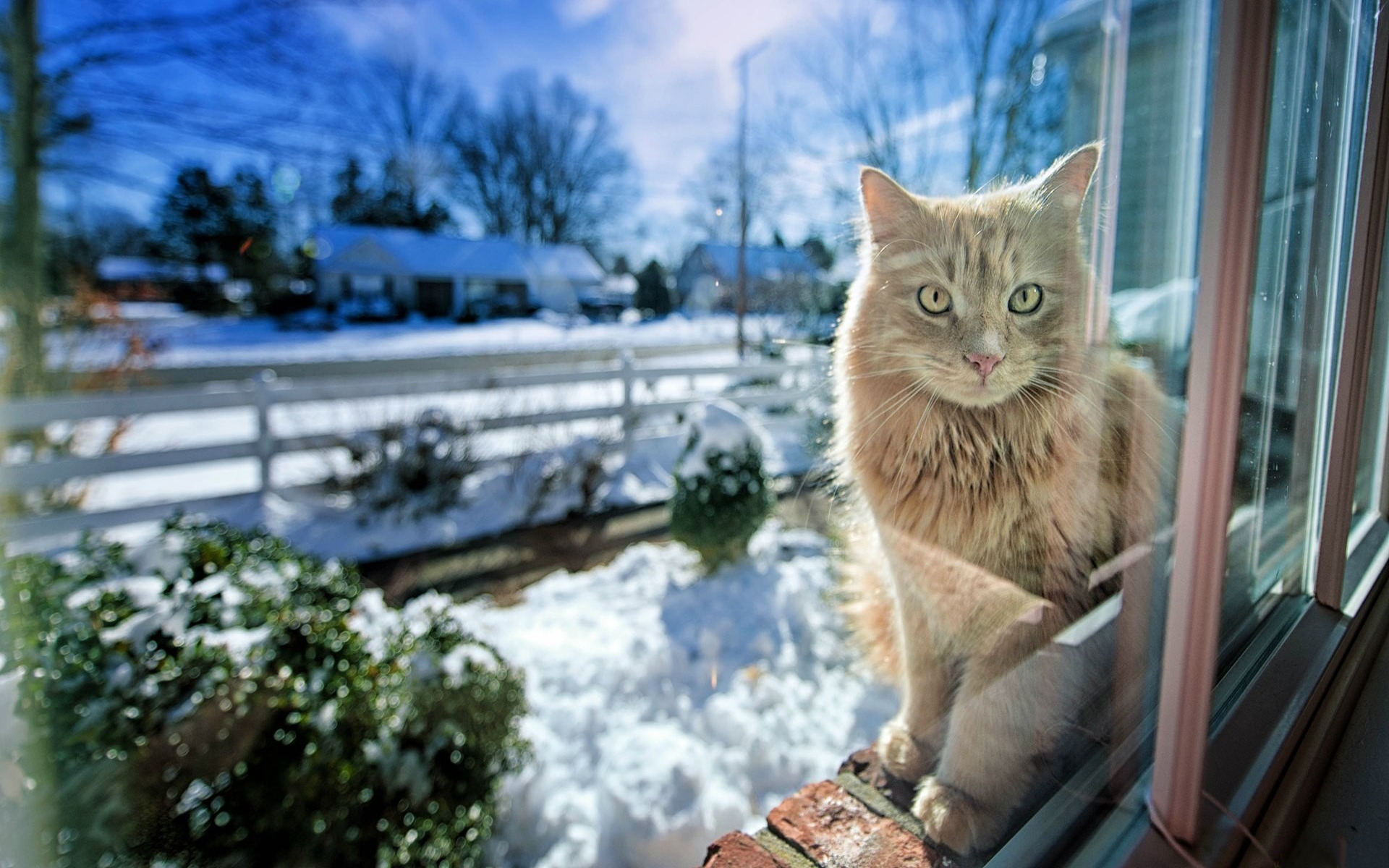 Wallpapers cat outside the window glass street on the desktop