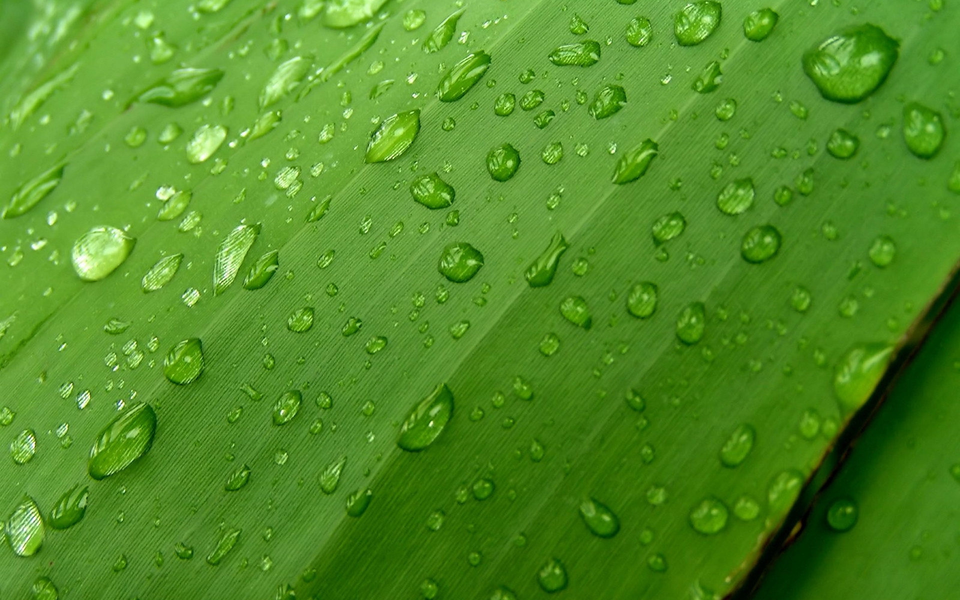 Wallpapers nature macro grass on the desktop