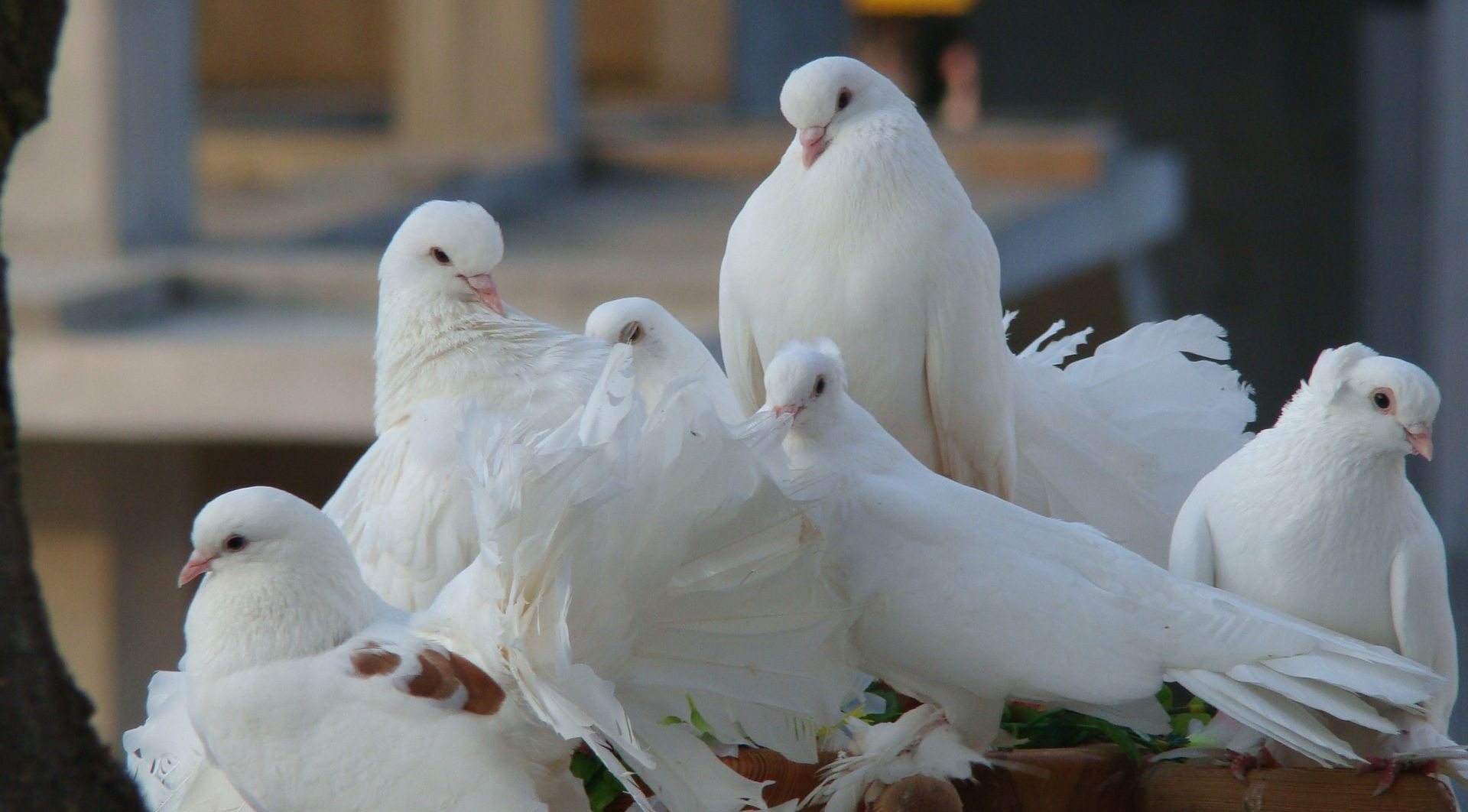 Wallpapers birds flock white on the desktop