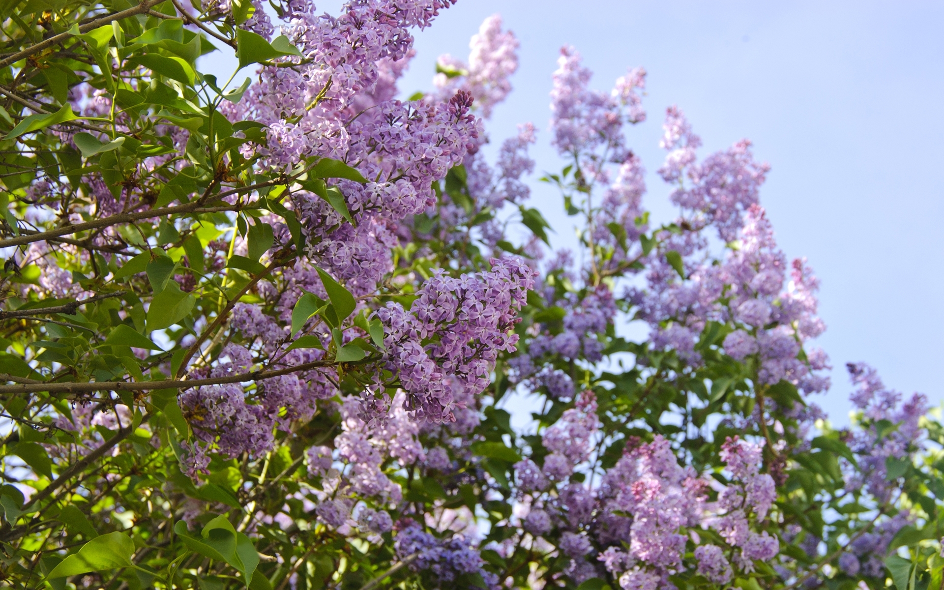 Wallpapers lilac leaves green on the desktop