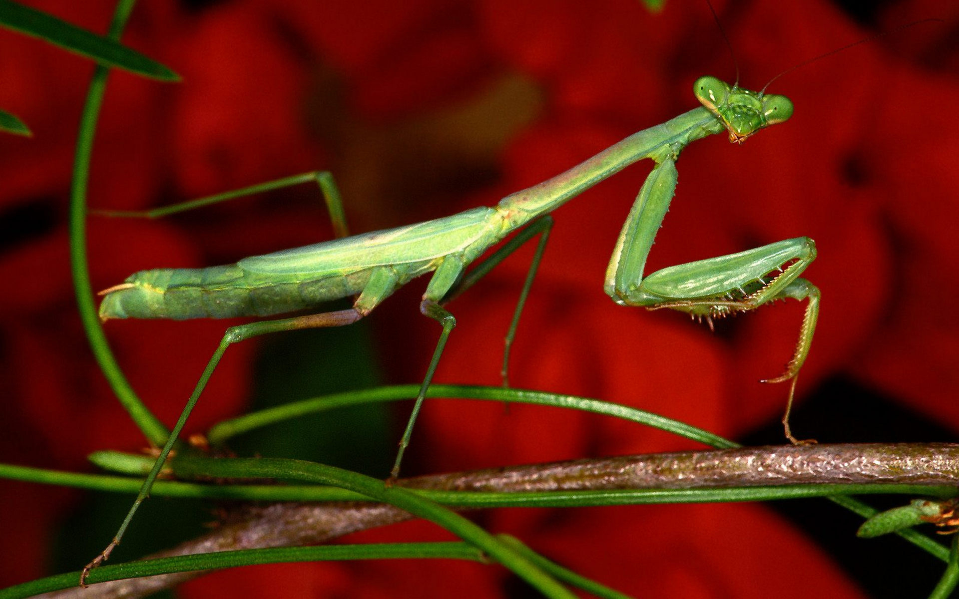 Wallpapers mantis green predator on the desktop
