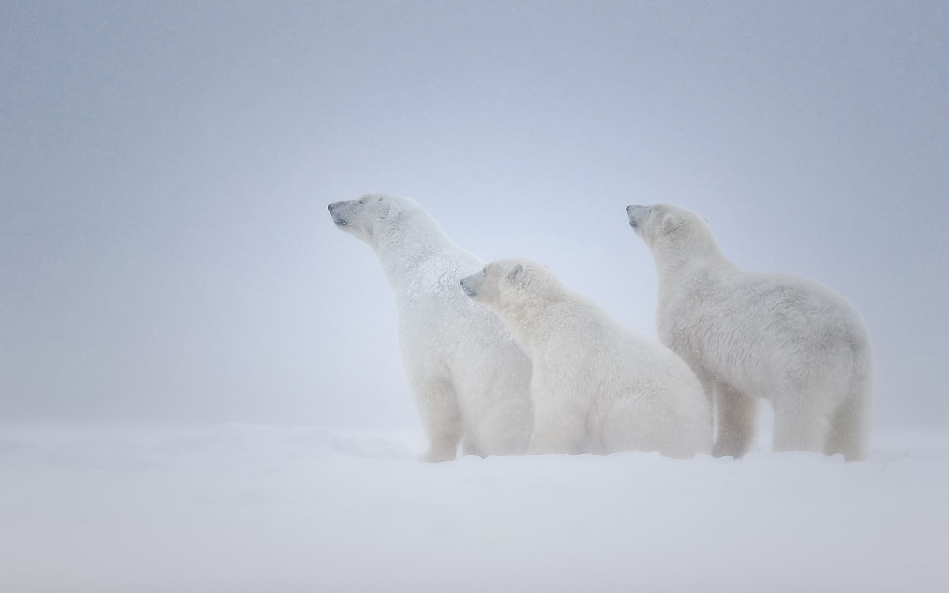 Wallpapers bears white polar on the desktop