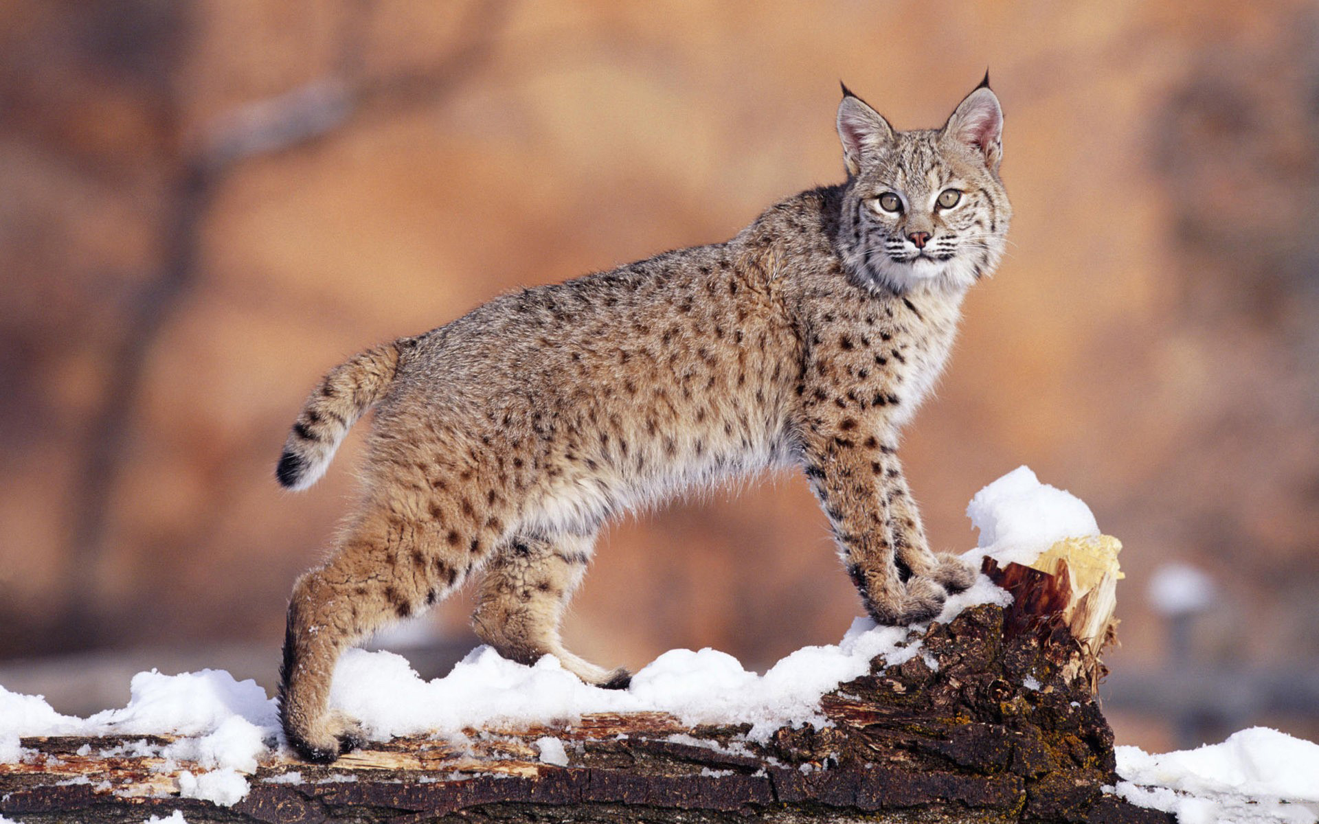 Wallpapers lynx winter snow on the desktop