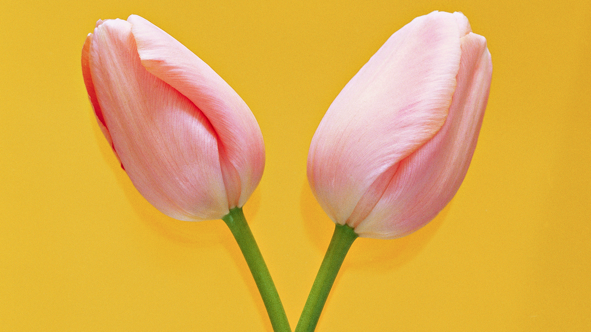 Wallpapers tulips buds pink on the desktop