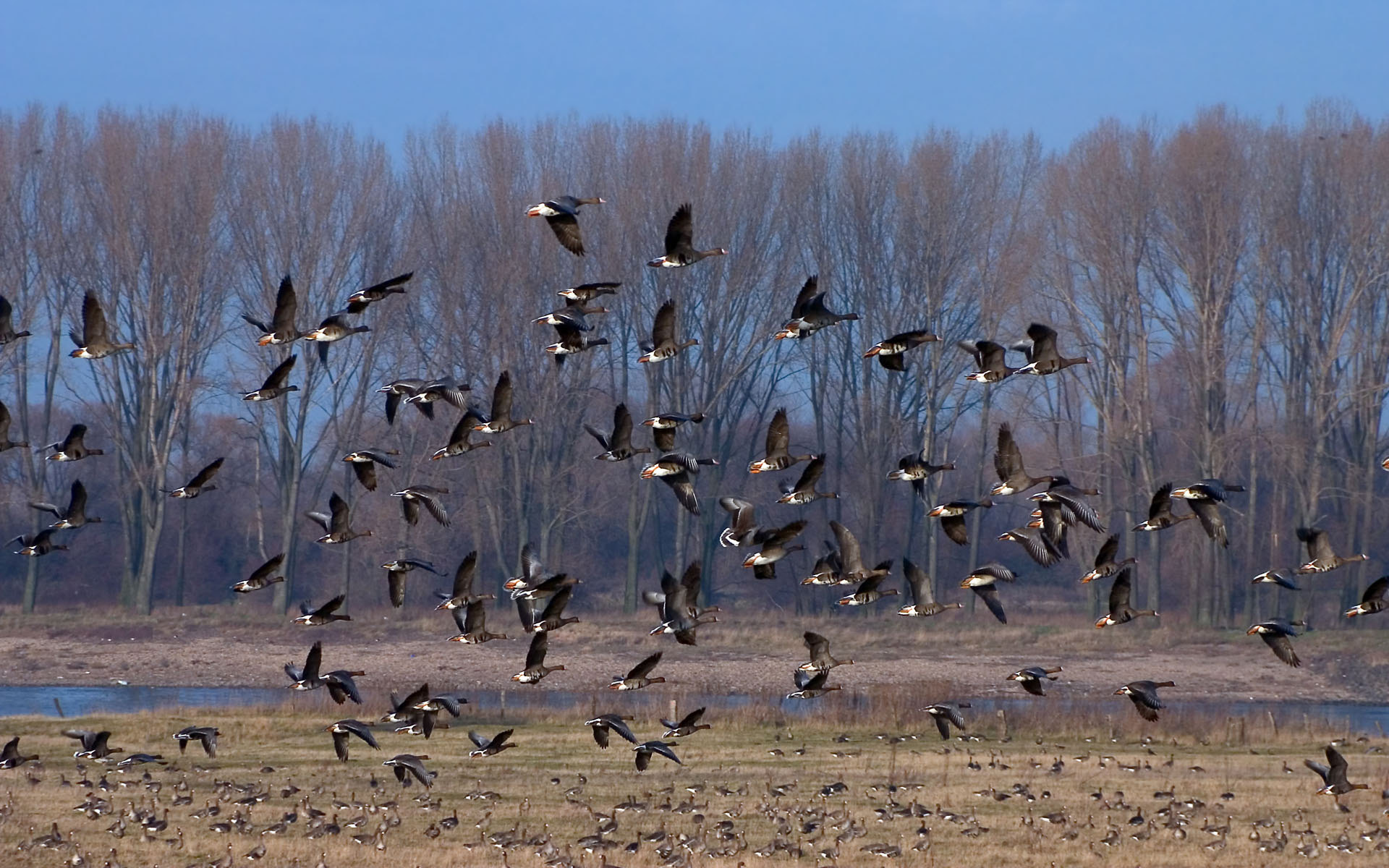 Wallpapers birds flock flight on the desktop