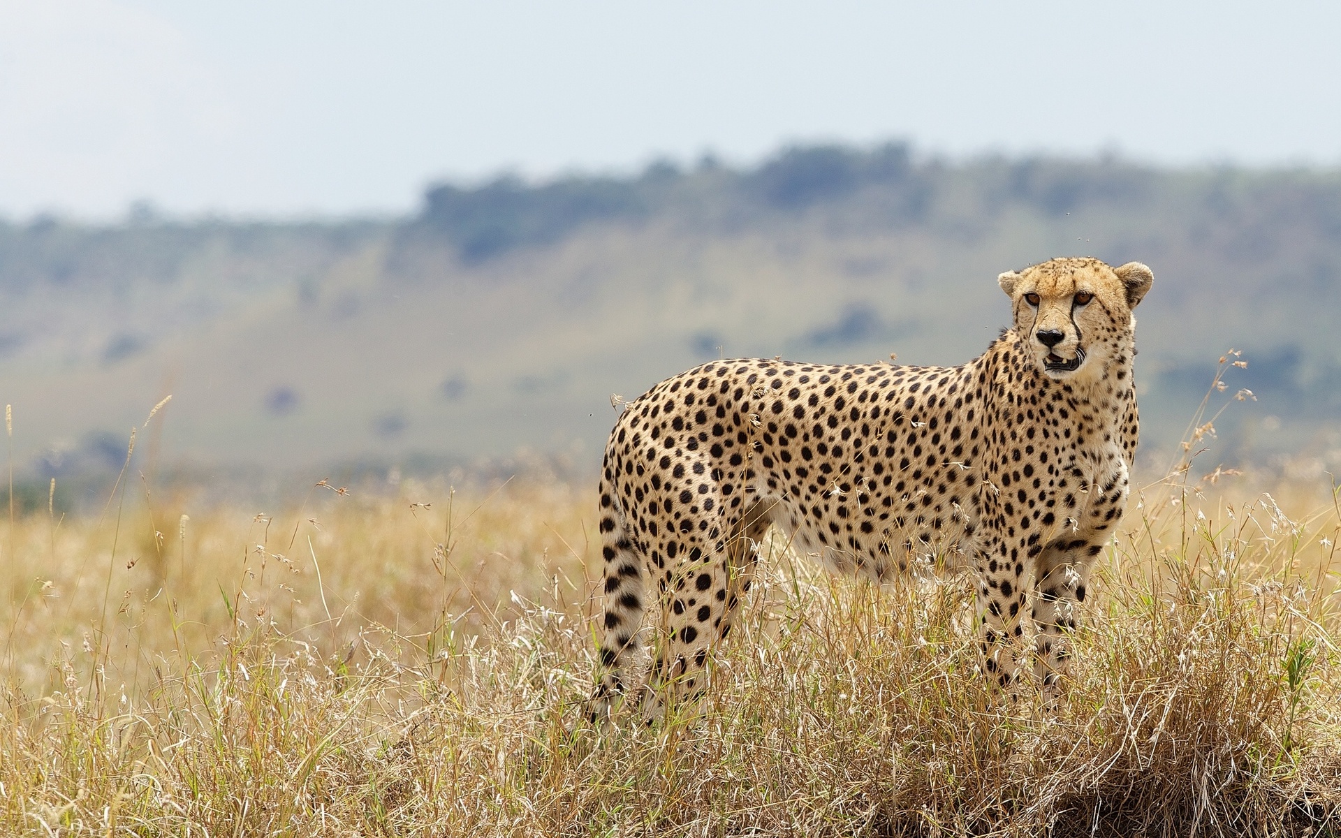 Wallpapers cheetah color spots on the desktop