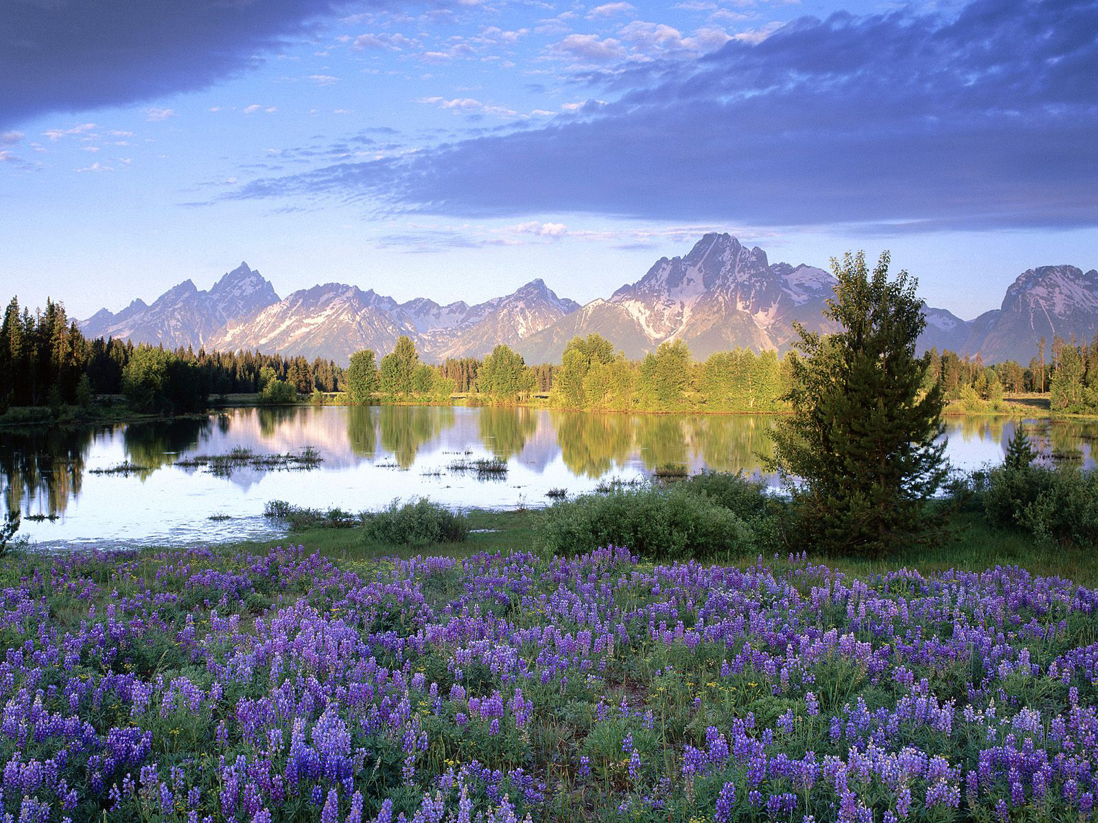 Wallpapers water lake flowers on the desktop