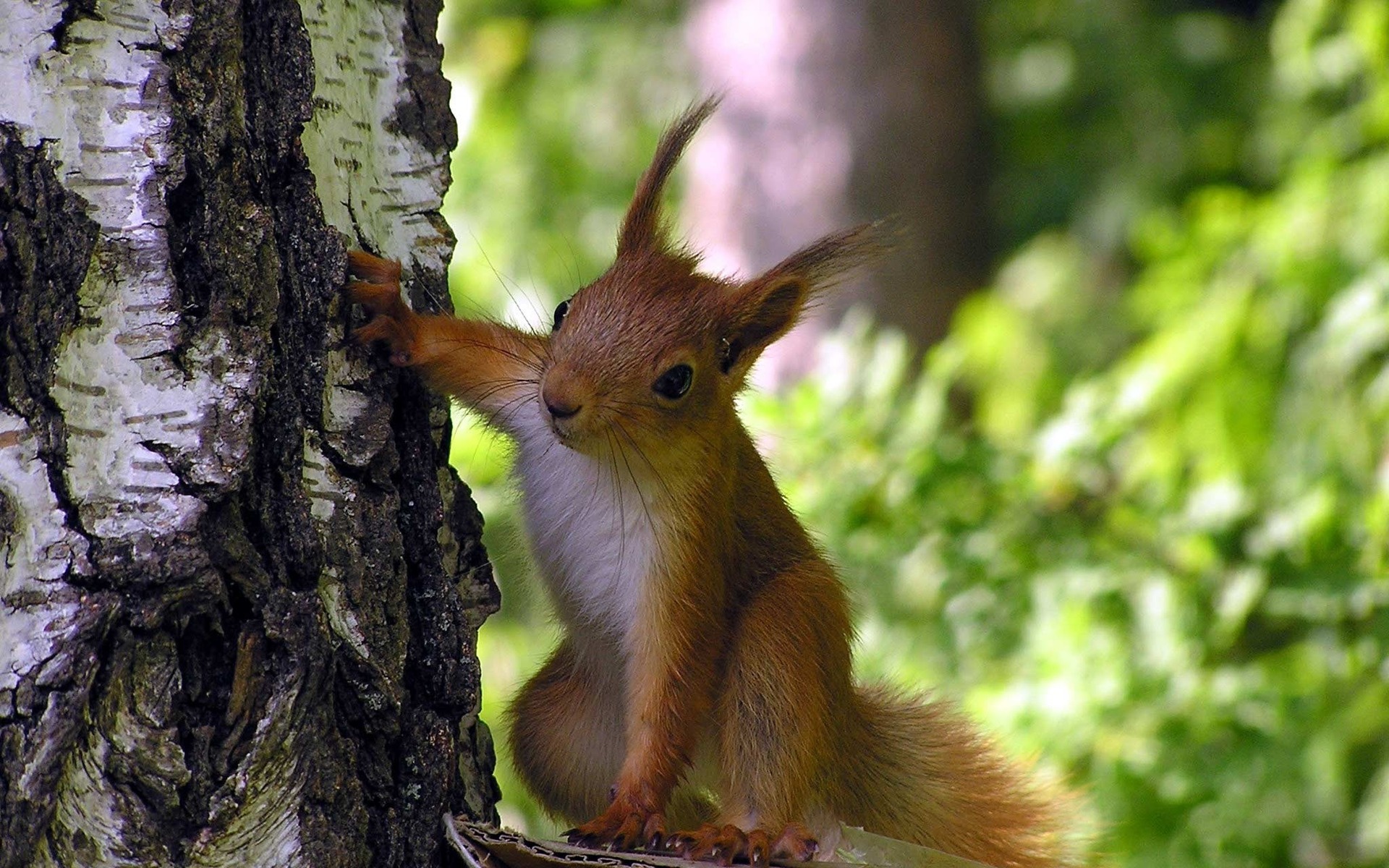 Wallpapers squirrel animal wool on the desktop