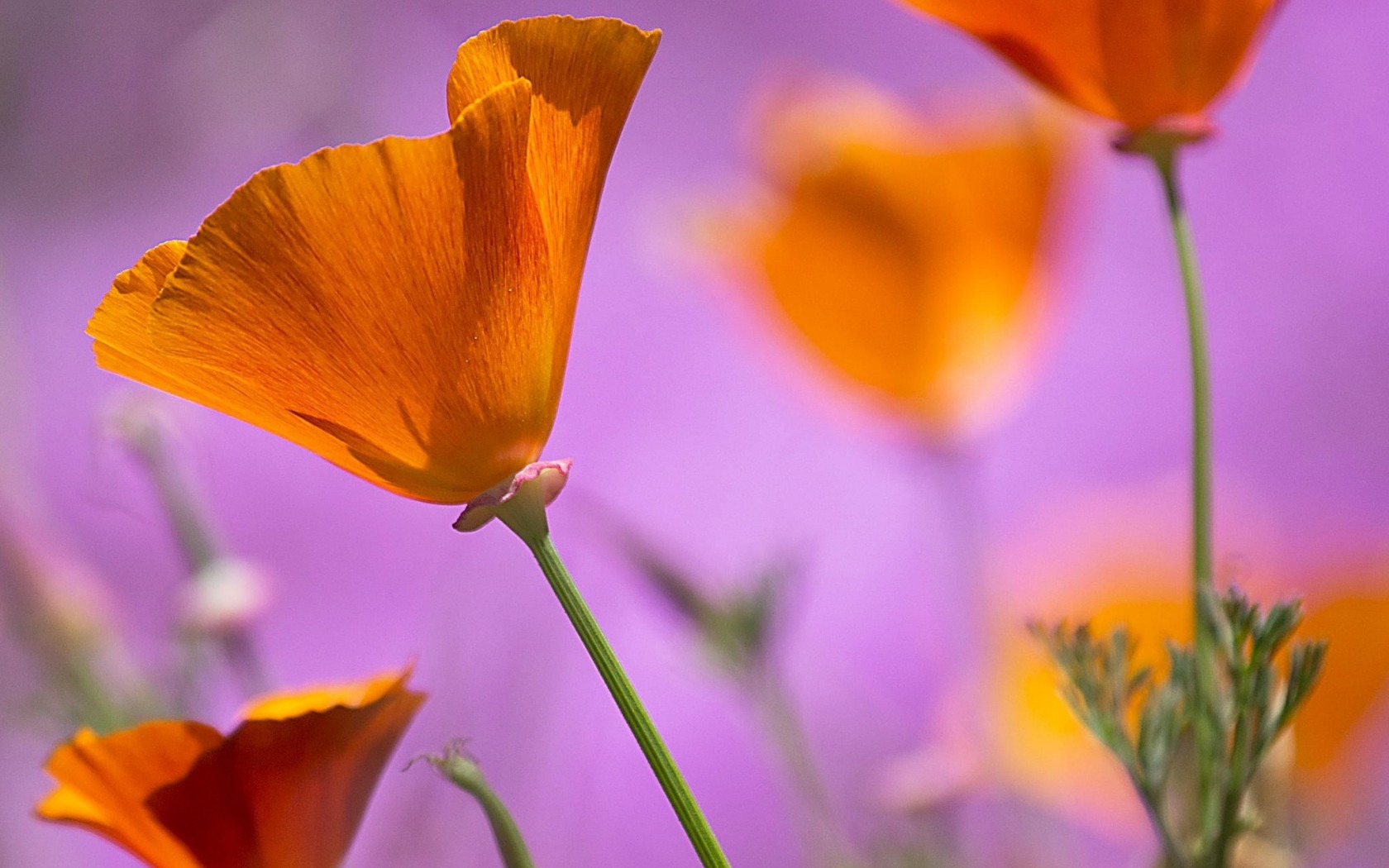 Wallpapers flowers petals orange on the desktop