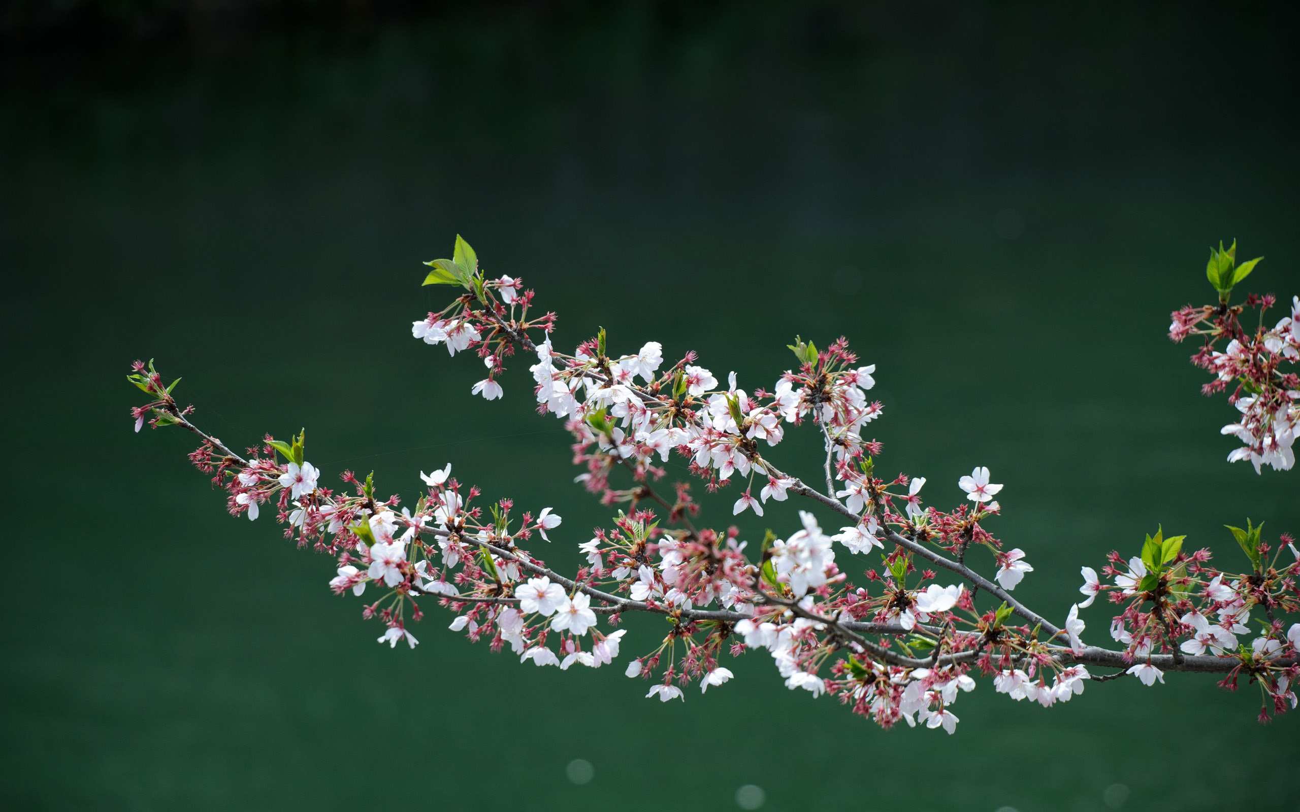 Wallpapers branch cherry tree on the desktop