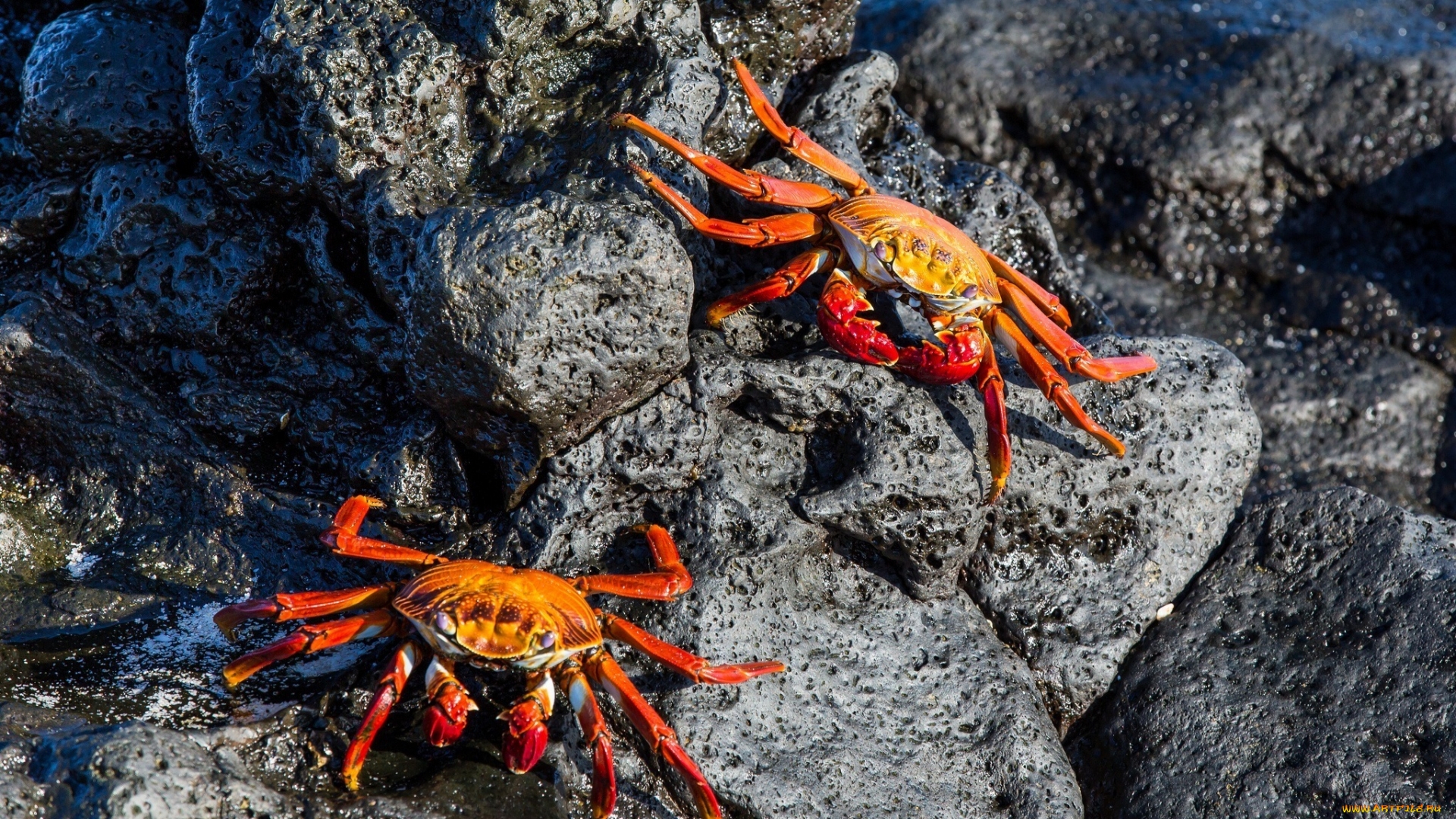 Wallpapers crabs yellow shell on the desktop