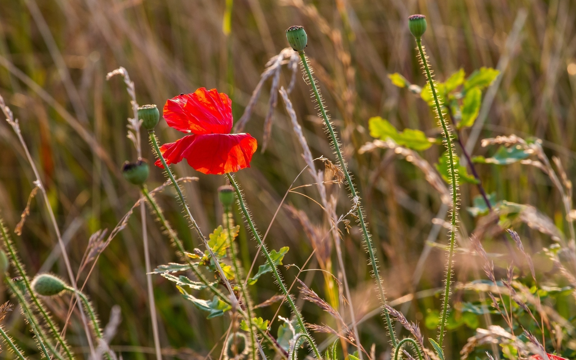 Wallpapers poppy red stem on the desktop