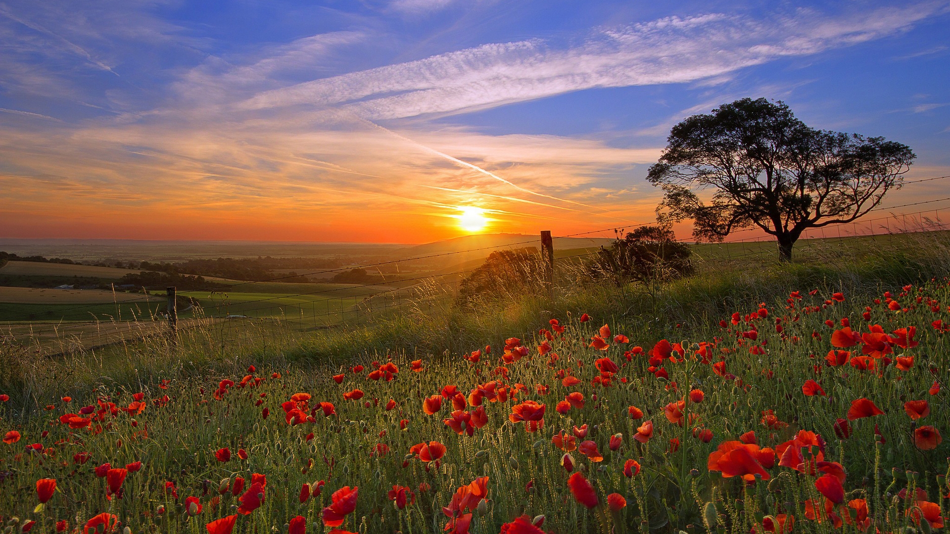 Wallpapers field poppies red on the desktop